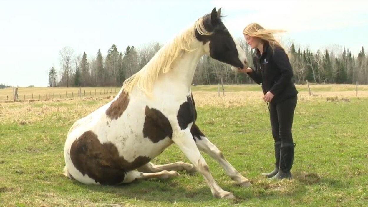 Quand Le Cheval Enseigne Au Maitre Radio Canada Ca