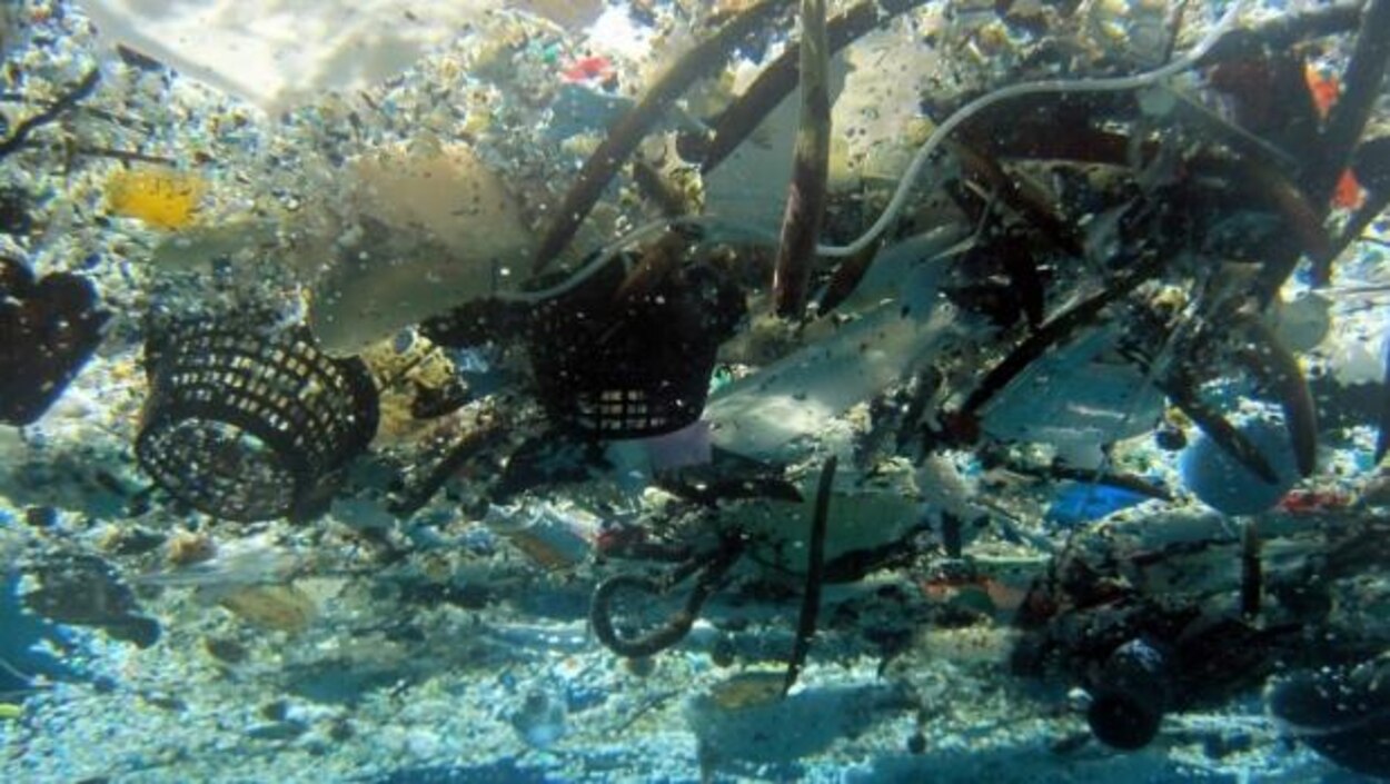 Des espèces animales ont colonisé le continent plastique du Pacifique ...