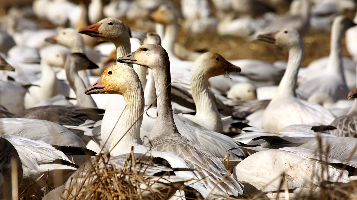 Les oies blanches volent avec les bernaches