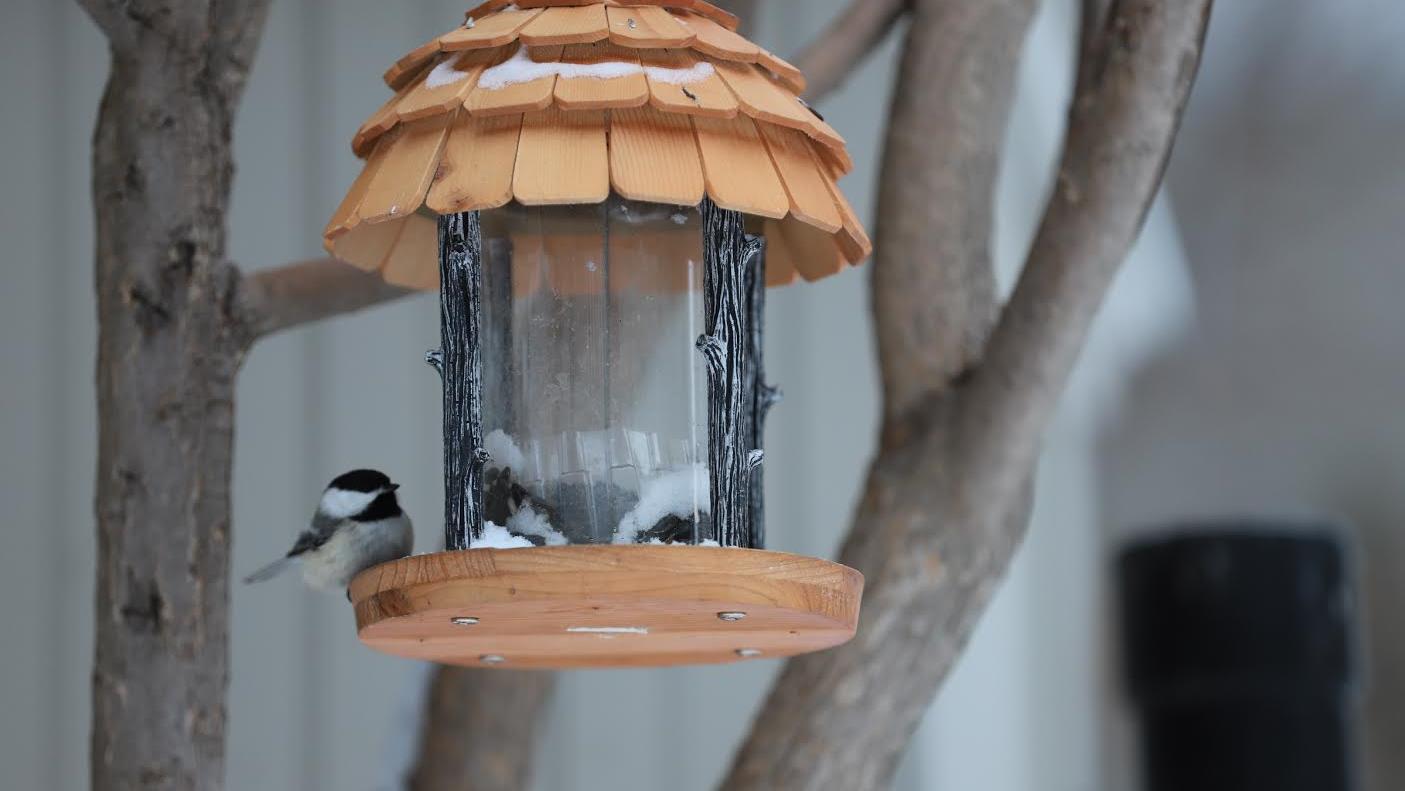 Observer Les Oiseaux Du Printemps Une Activite Permise Et Relaxante