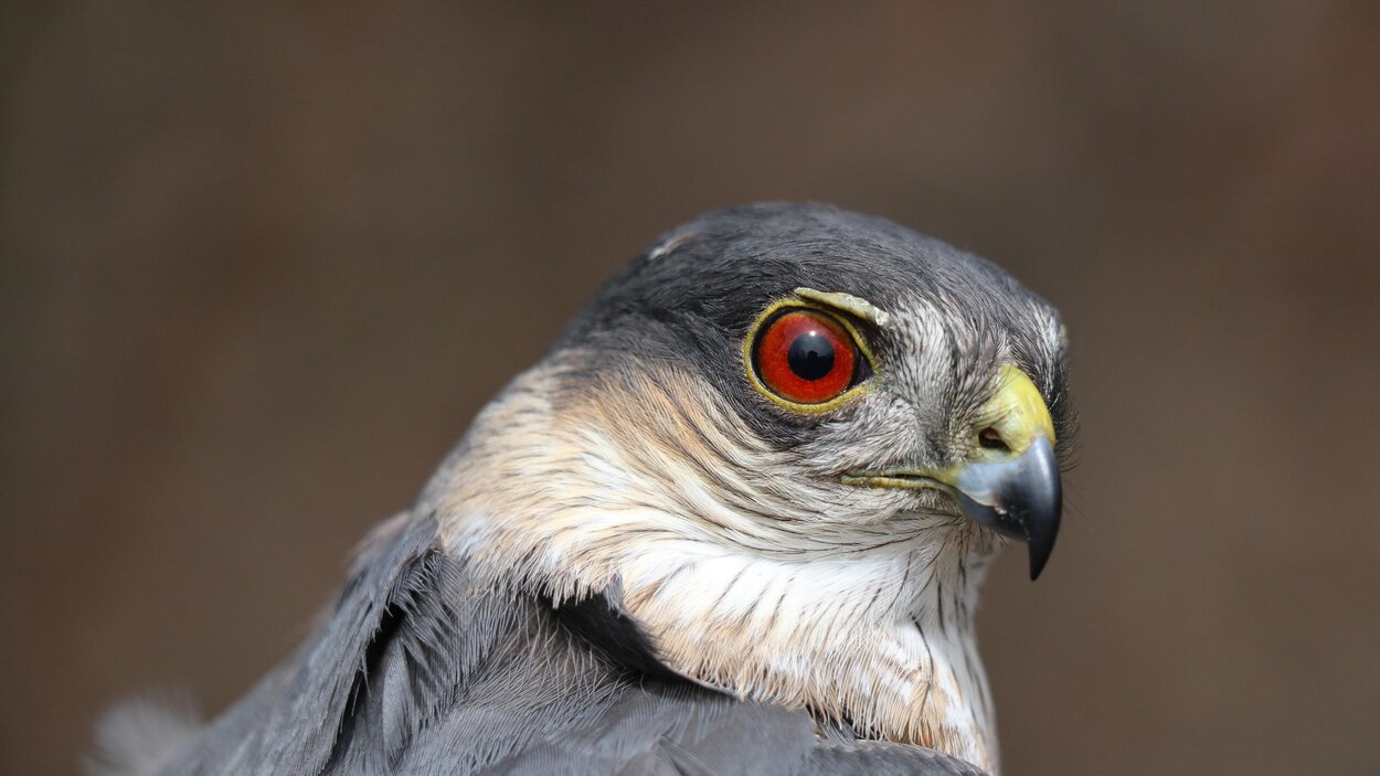 À la découverte des oiseaux près de chez vous | Radio ...