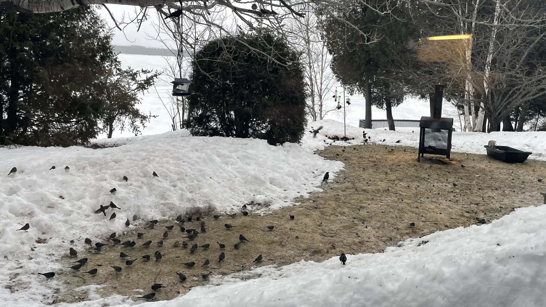 Le froid derrière la présence remarquée des oiseaux en Abitibi-Témiscamingue