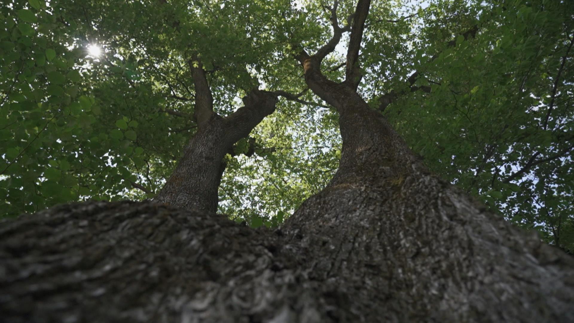 Connaissez-vous bien les forêts que vous visitez?