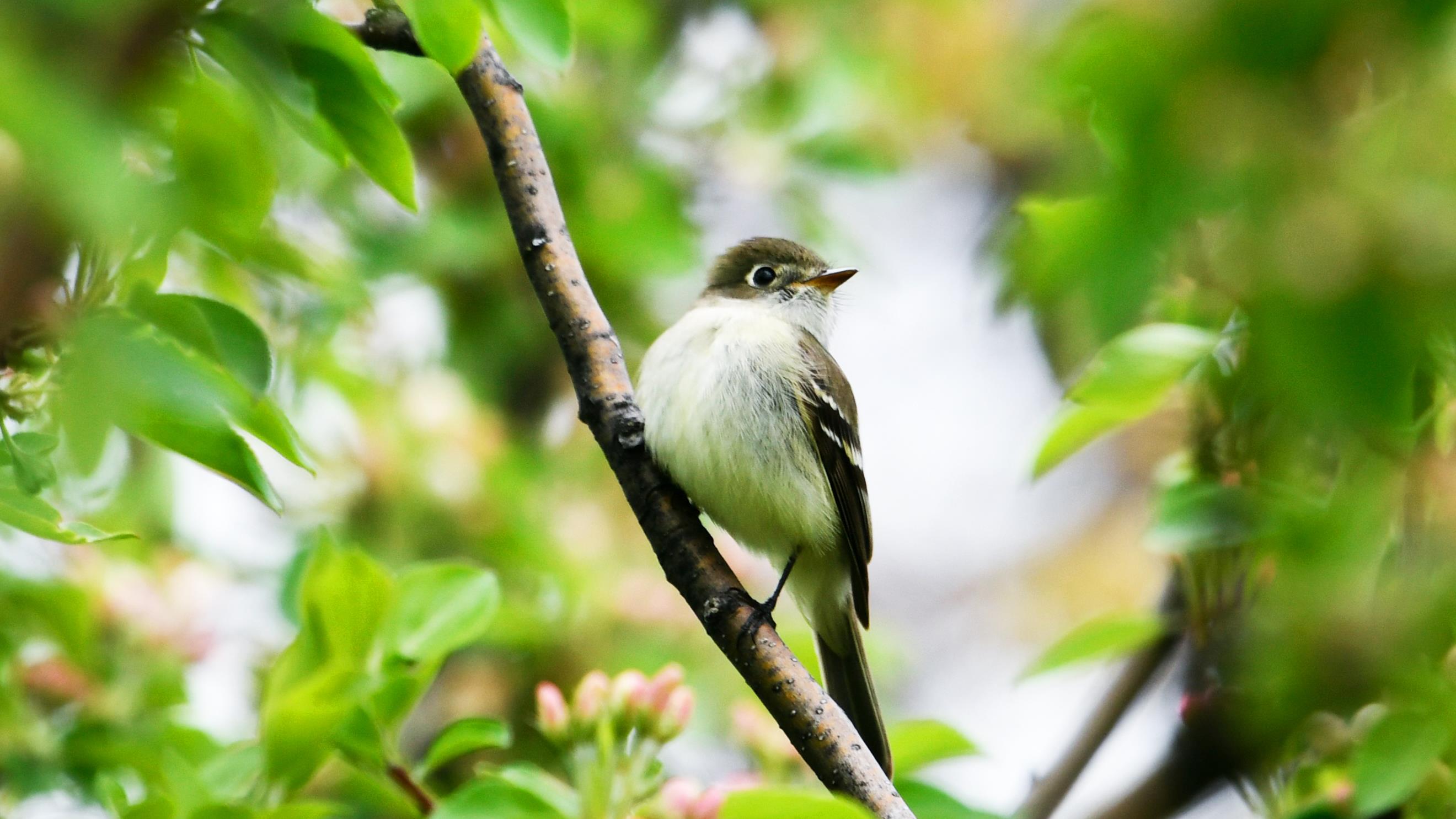 Ornithologie – Il ne faut pas secourir les jeunes oiseaux