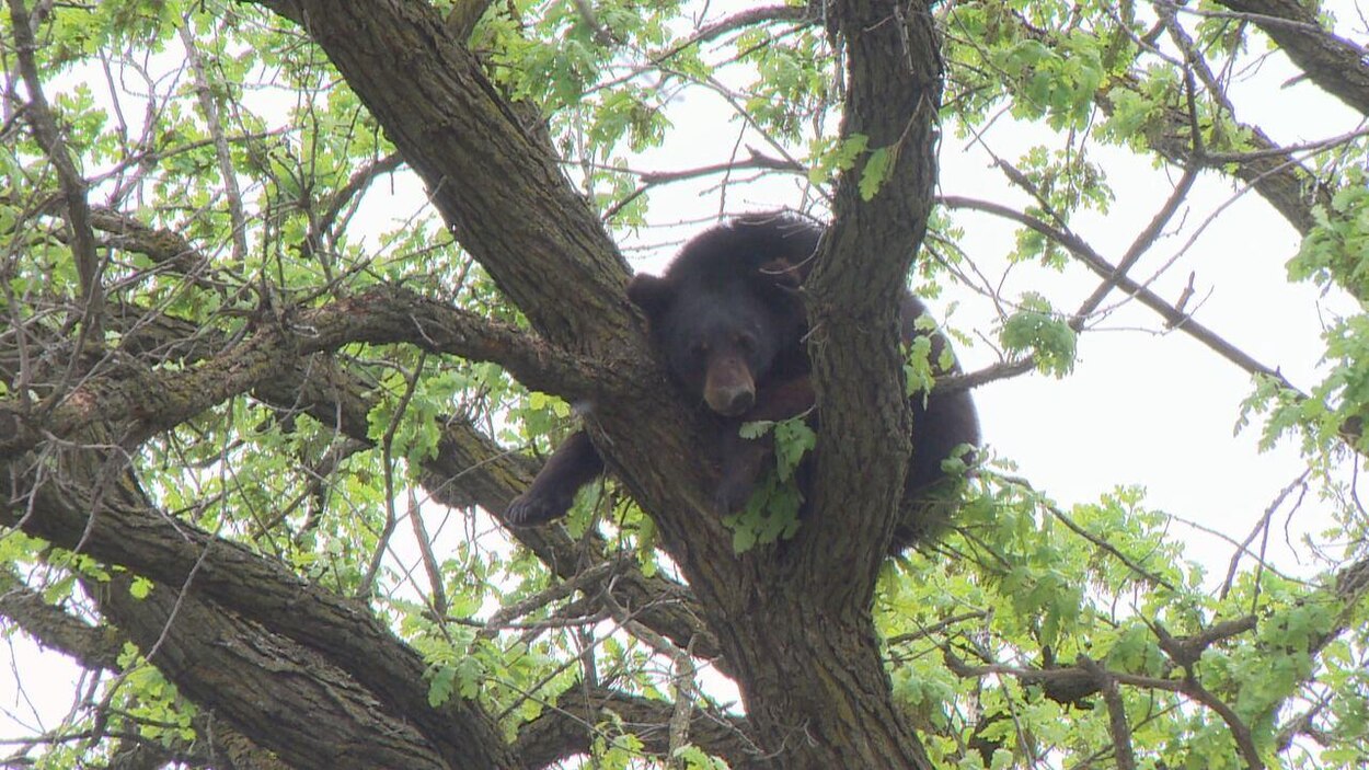 La Première Nation de Shamattawa rapporte trois attaques d’ours | Radio ...