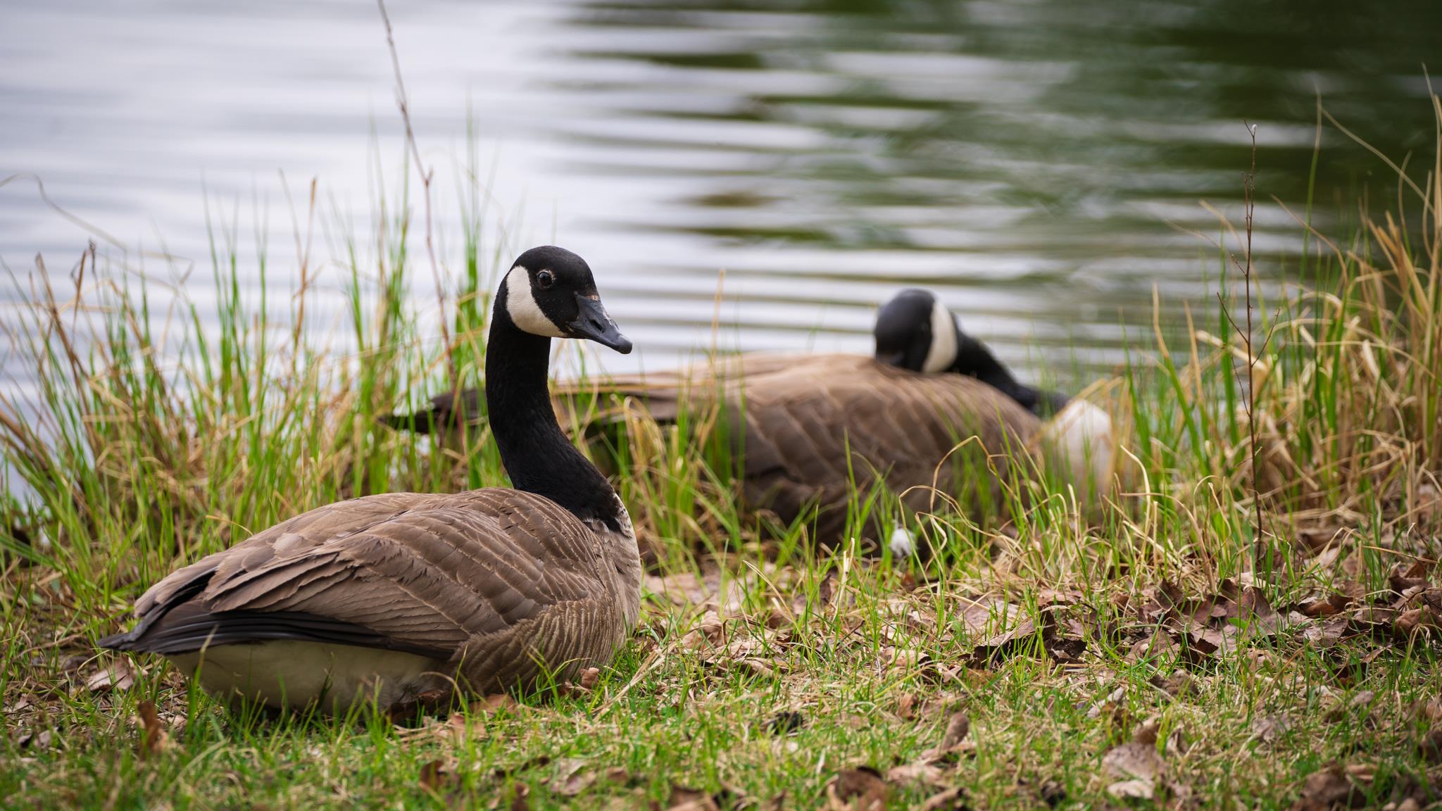 Une activité d’observation d’oiseaux samedi matin à Rimouski