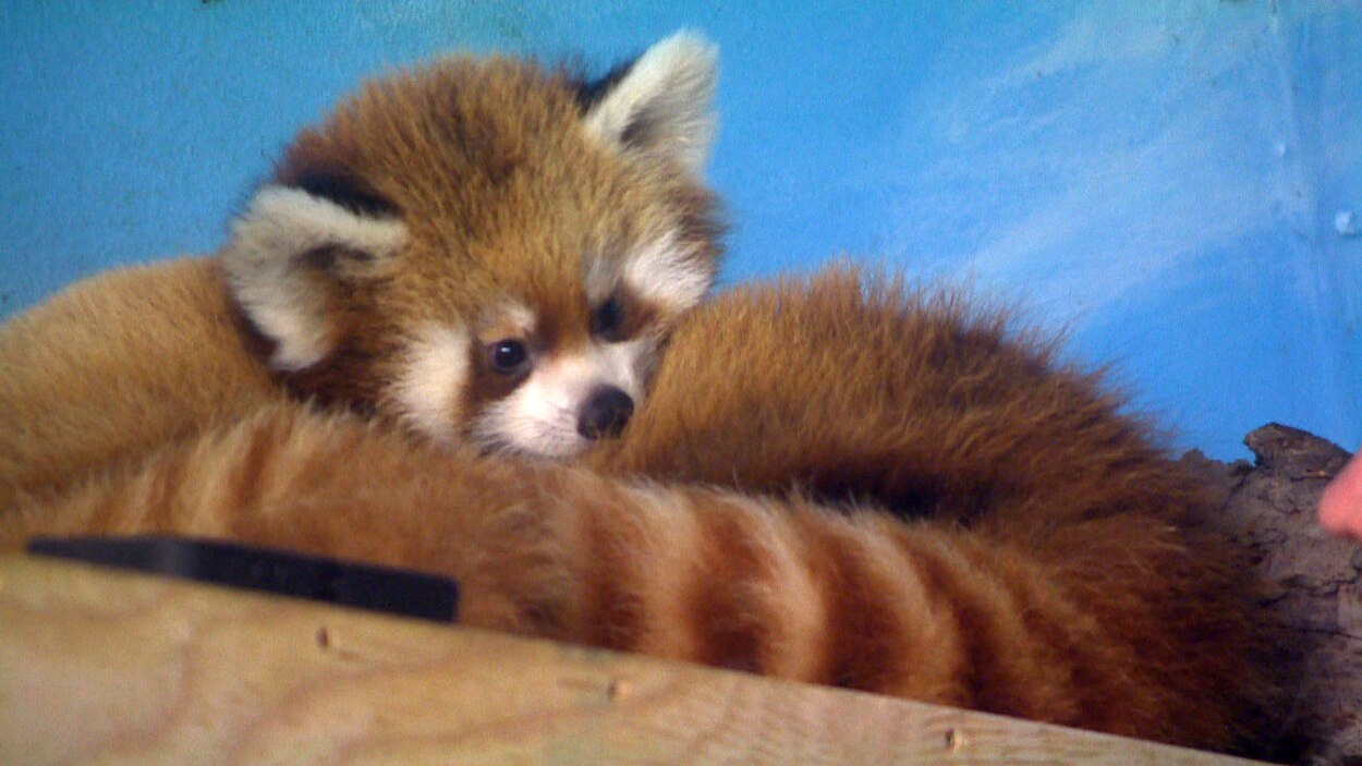 Deux Bebes Pandas Roux Baptises Au Zoo De Winnipeg Radio Canada Ca