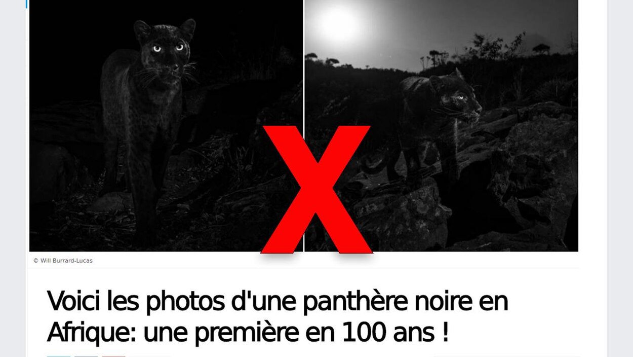 Non Ce N Est Pas La Premiere Photo De Panthere Noire En Afrique En 100 Ans Radio Canada Ca