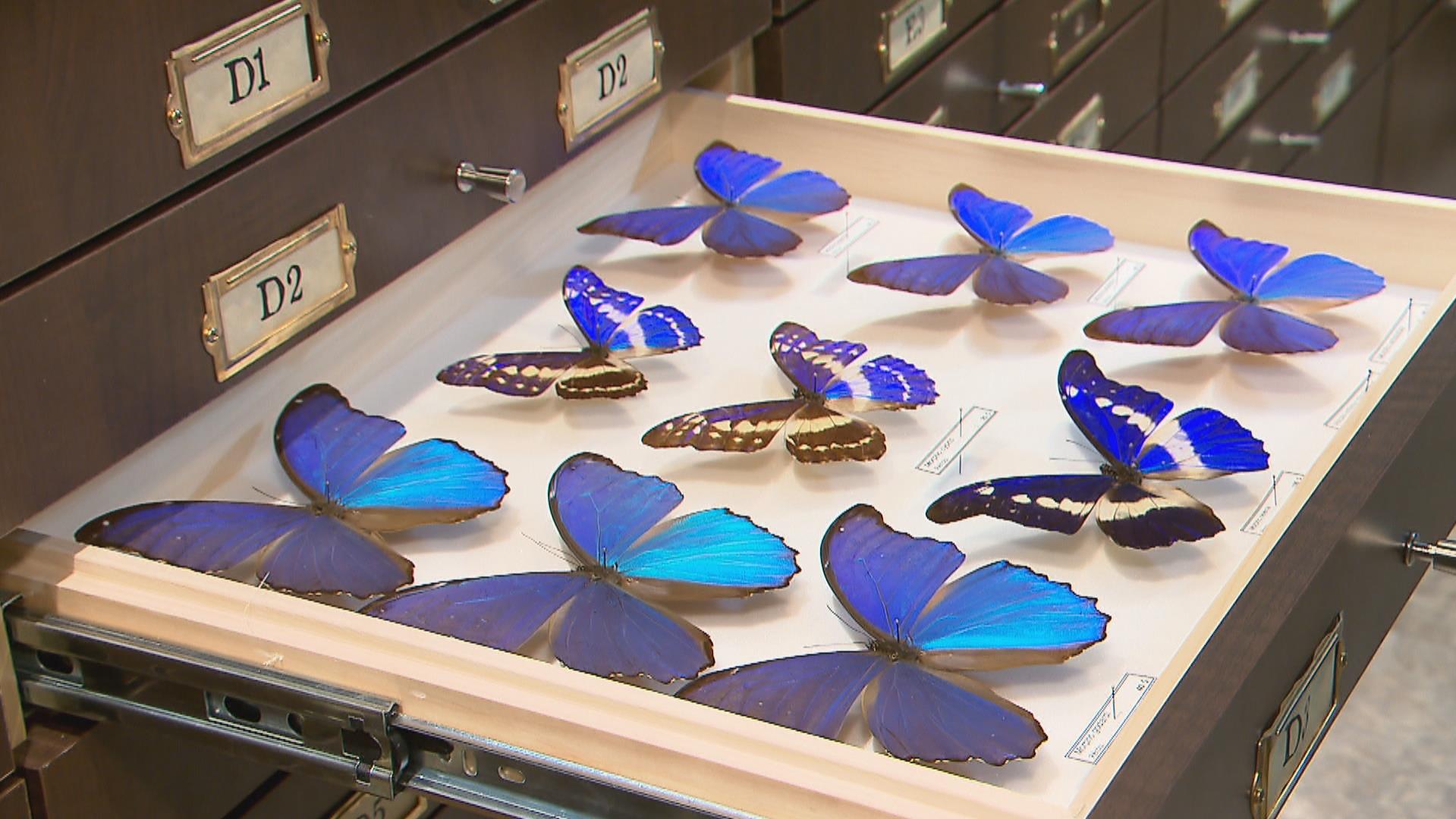 Quebec Insectarium Un insectarium à Québec? | Radio-Canada