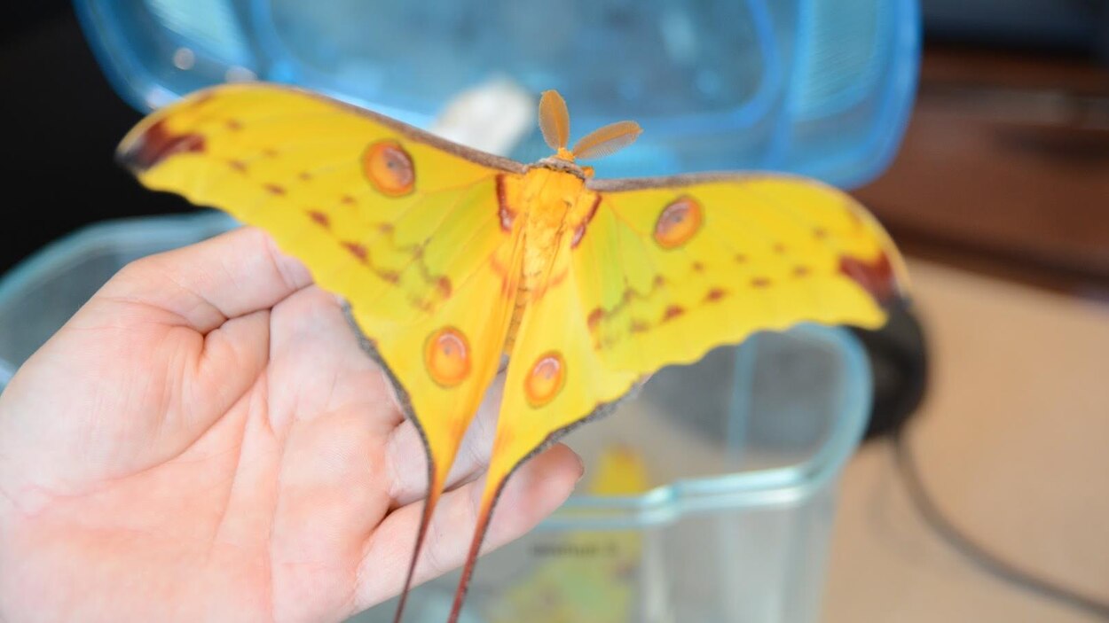 Cri du coeur pour la survie du Labyrinthe des insectes à Amos | Radio ...