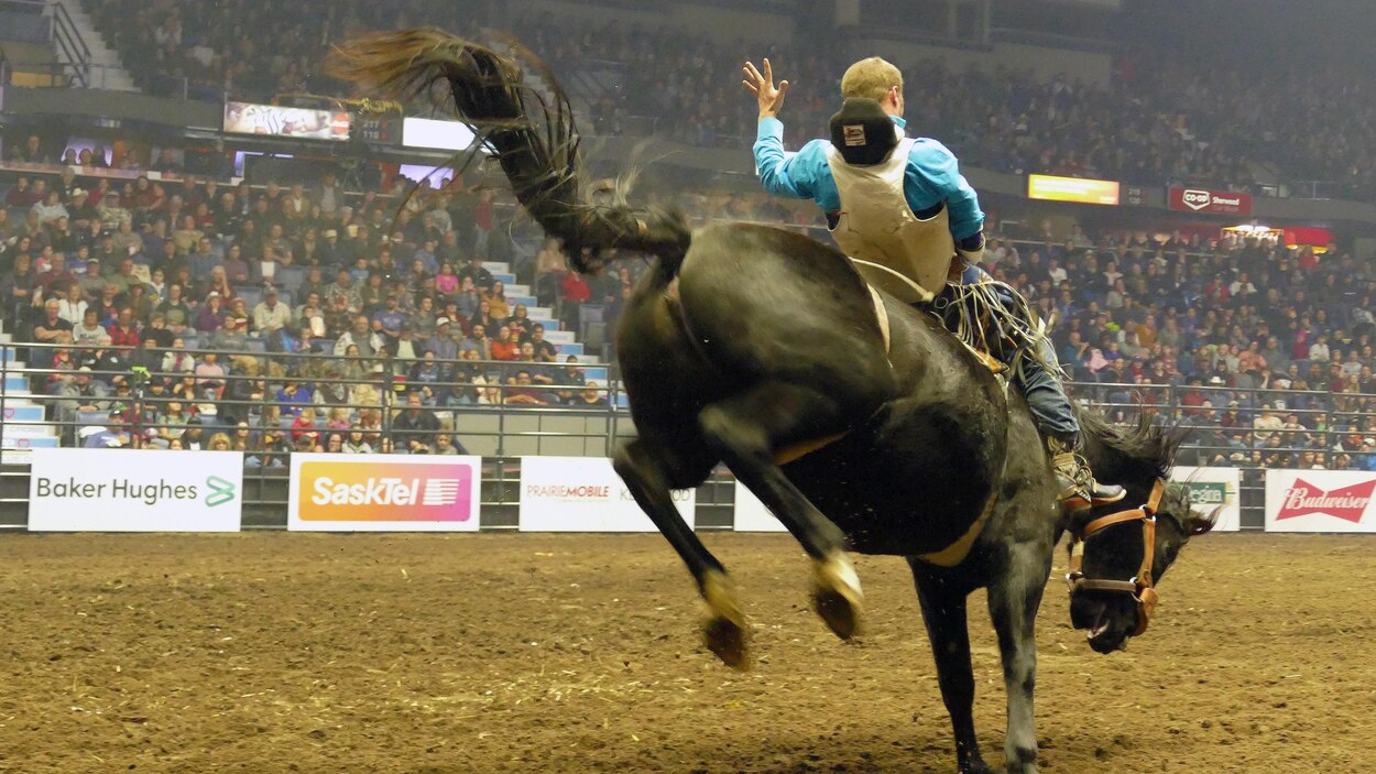 La 50e foire agricole Agribition de Regina n’aura pas lieu cet automne ...