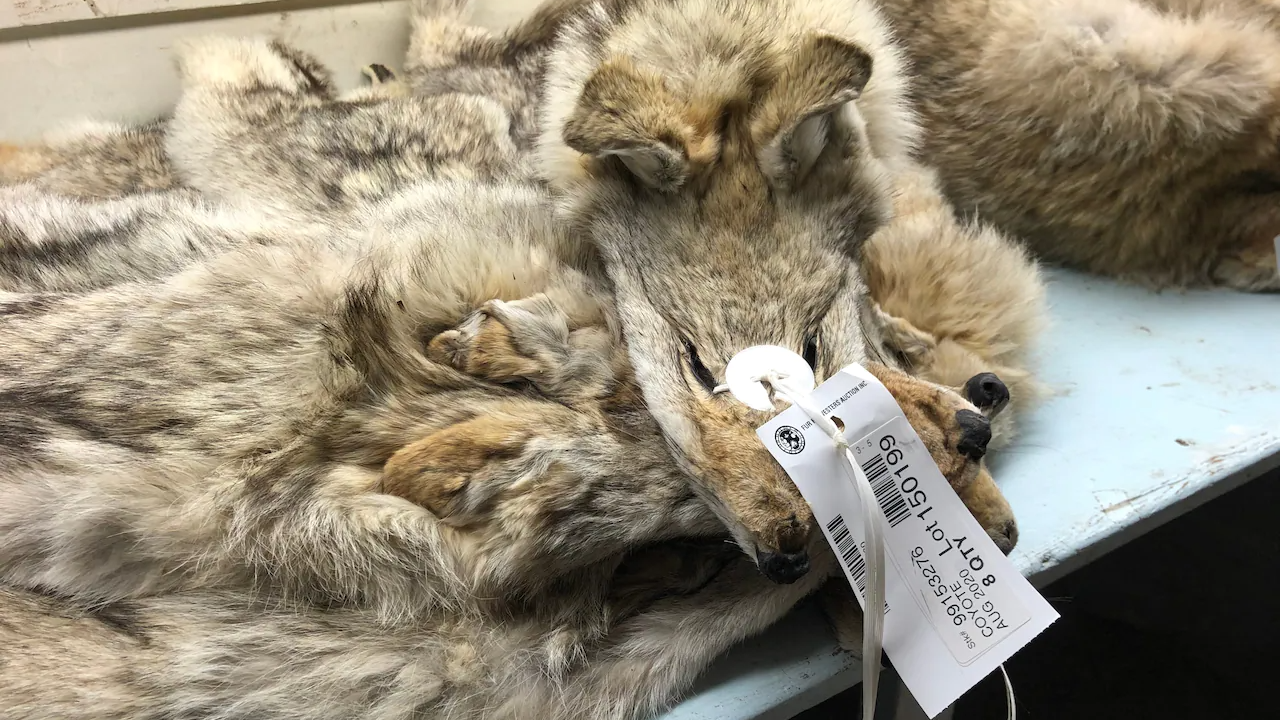 Fourrures la d cision de Canada Goose ne mettra pas fin l
