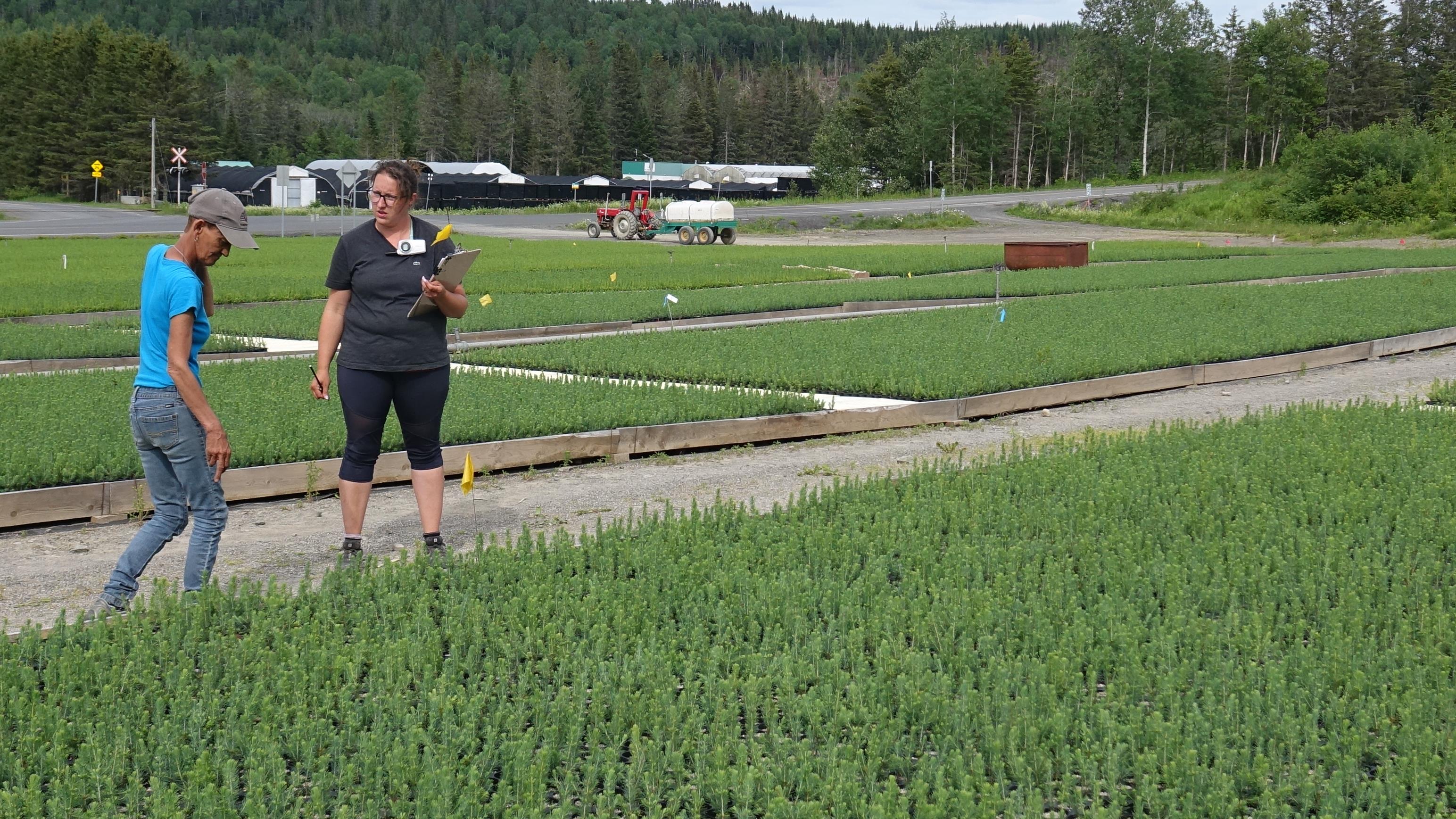5 millions d'arbres ensemencés à LacauSaumon