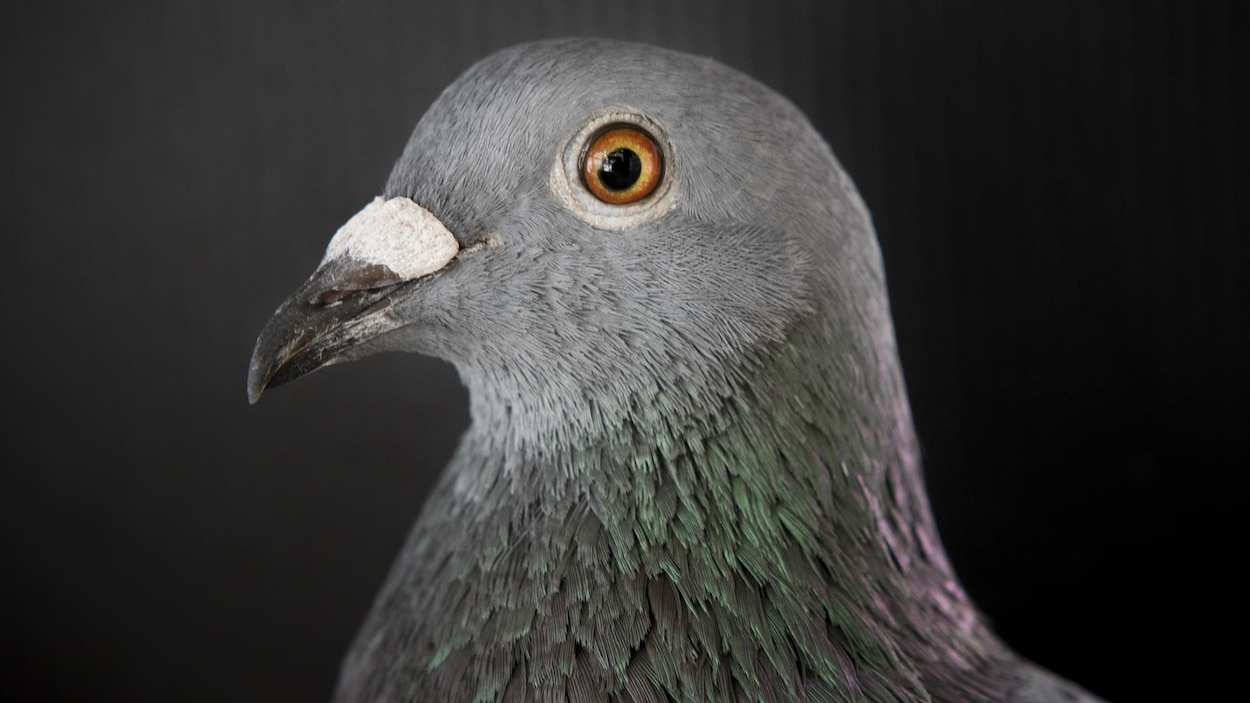 Les Pigeons Comprennent Des Concepts Abstraits Radio Canada Ca