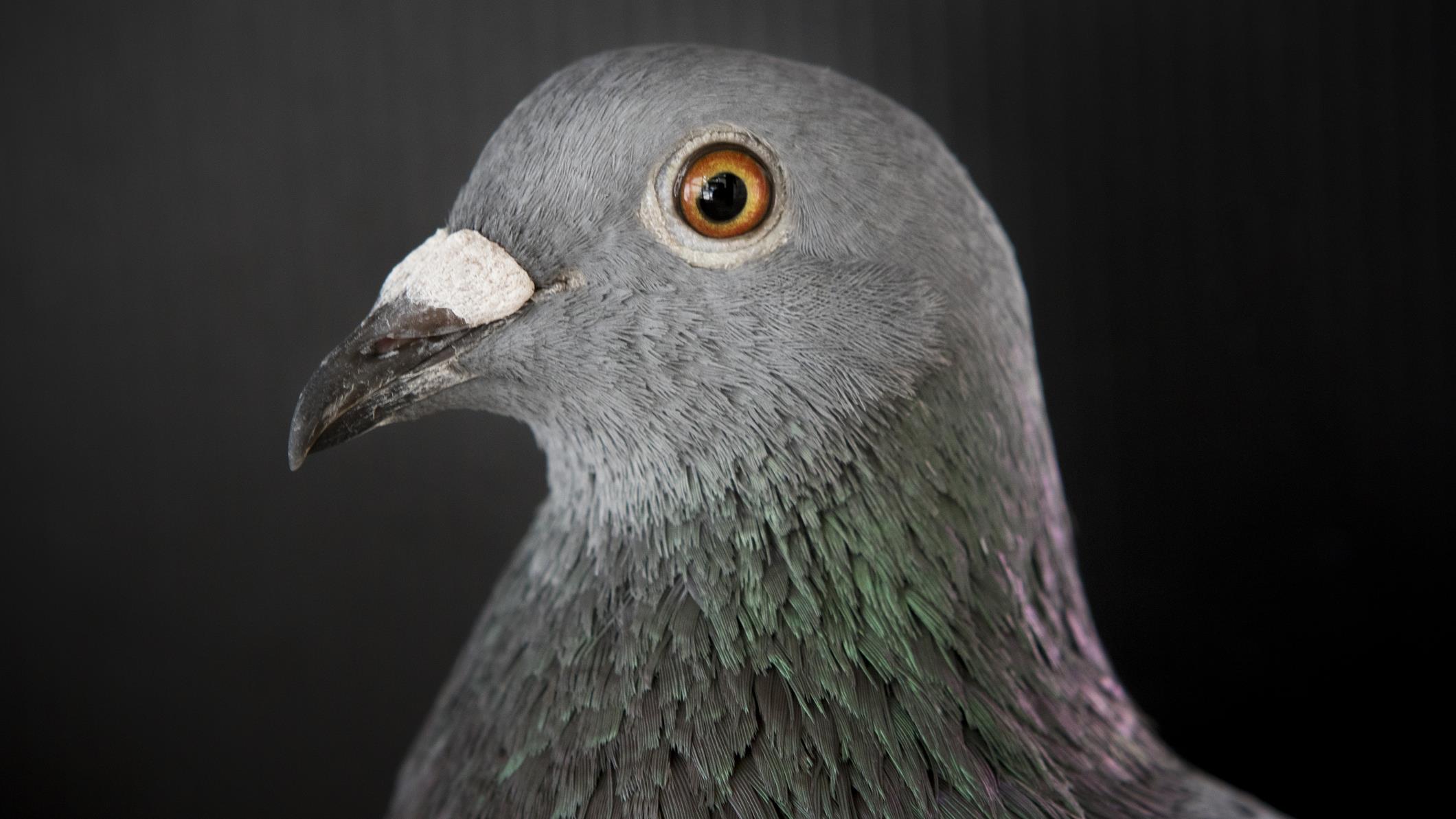 Les Pigeons Comprennent Des Concepts Abstraits Radio Canada Ca Les Pigeons Comprennent Des Concepts Abstraits Radio Canada Ca