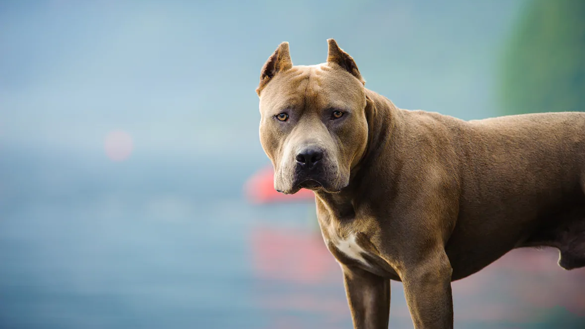 Quebec Adopte Le Reglement Qui Encadre Les Chiens Dangereux Radio Canada Ca Quebec Adopte Le Reglement Qui Encadre Les Chiens Dangereux Radio Canada Ca