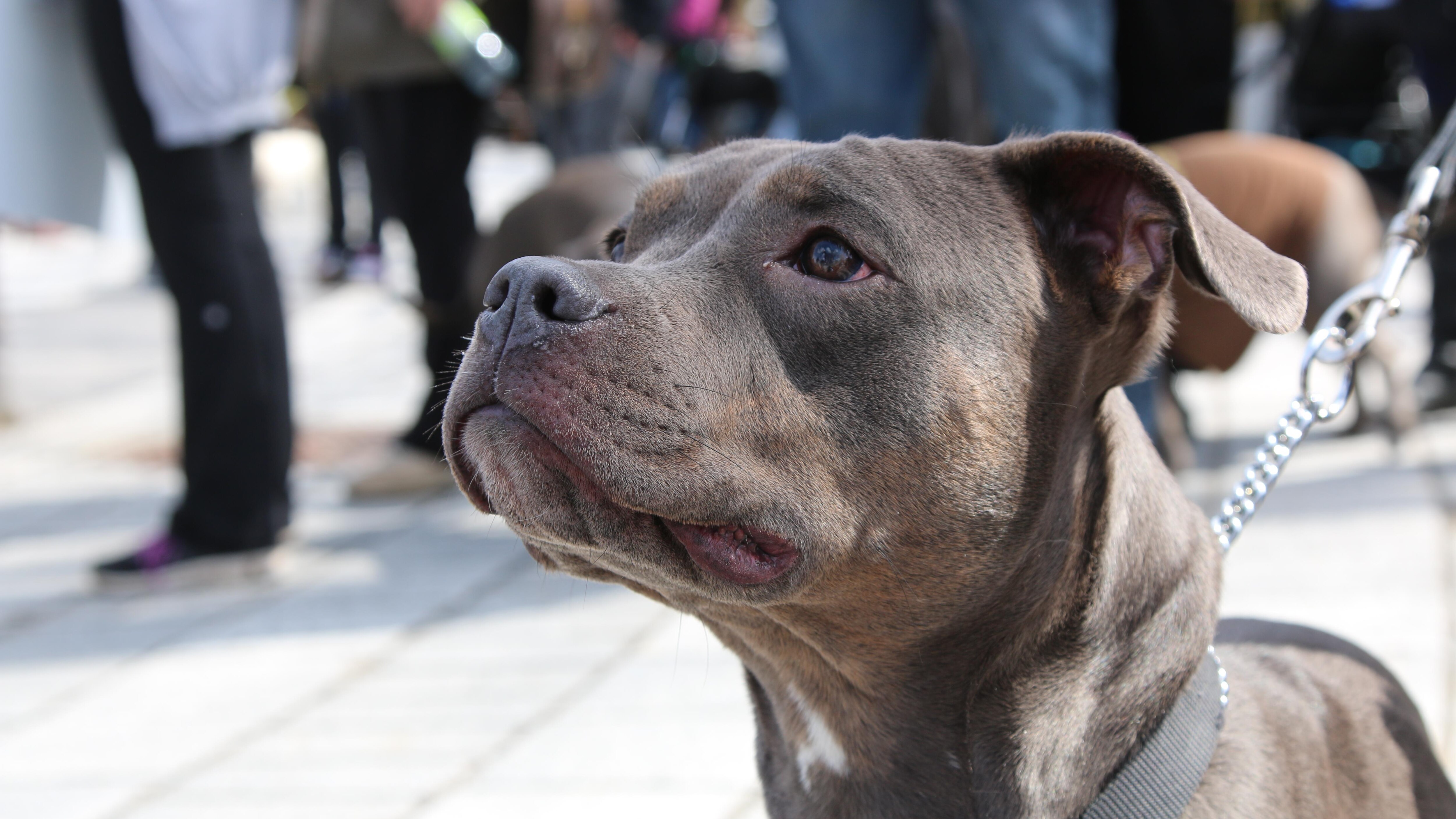 La Race Du Chien Nest Pas Importante Dans La Mort De