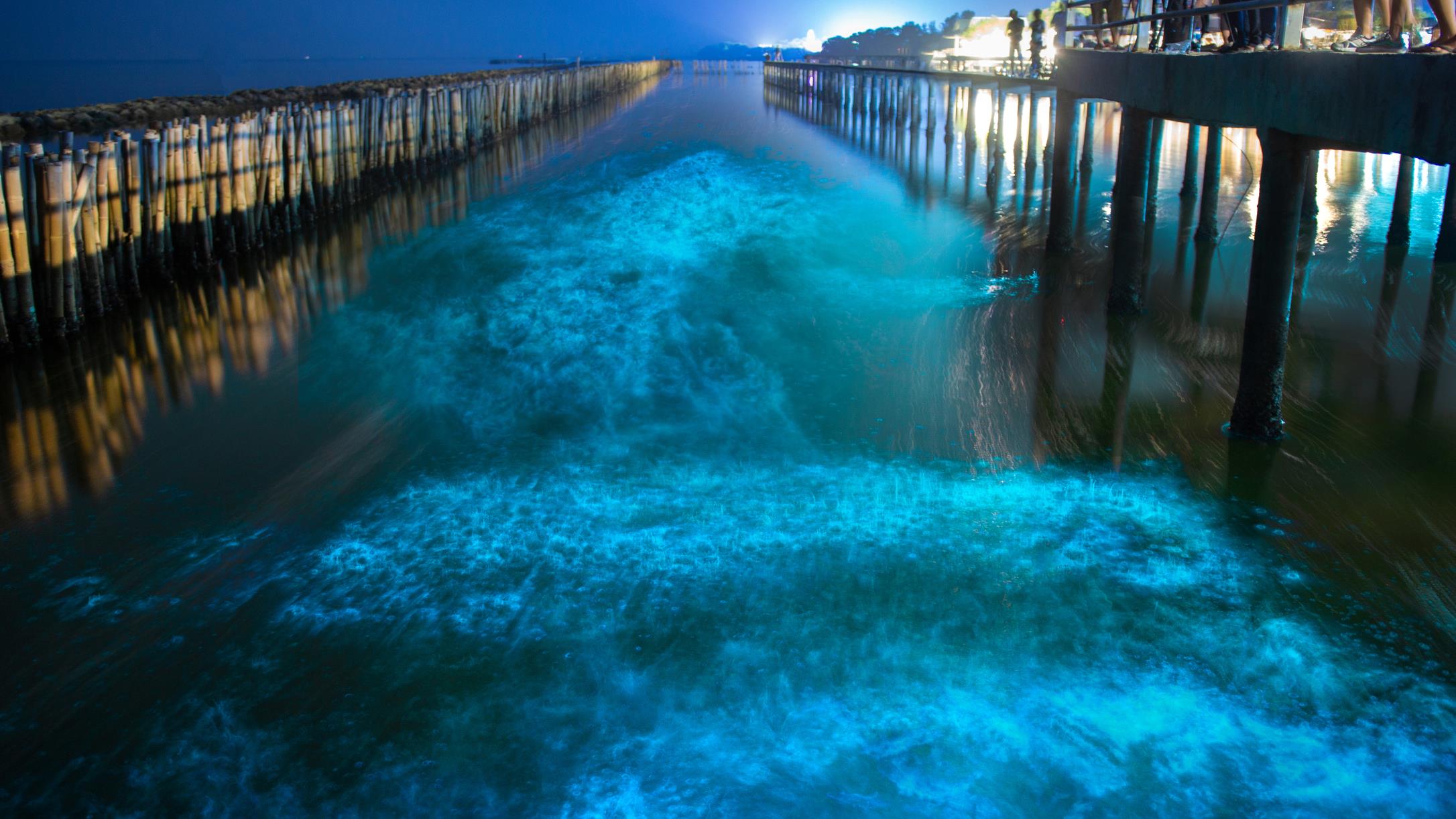 La bioluminescence expliquée par Lyne Morissette