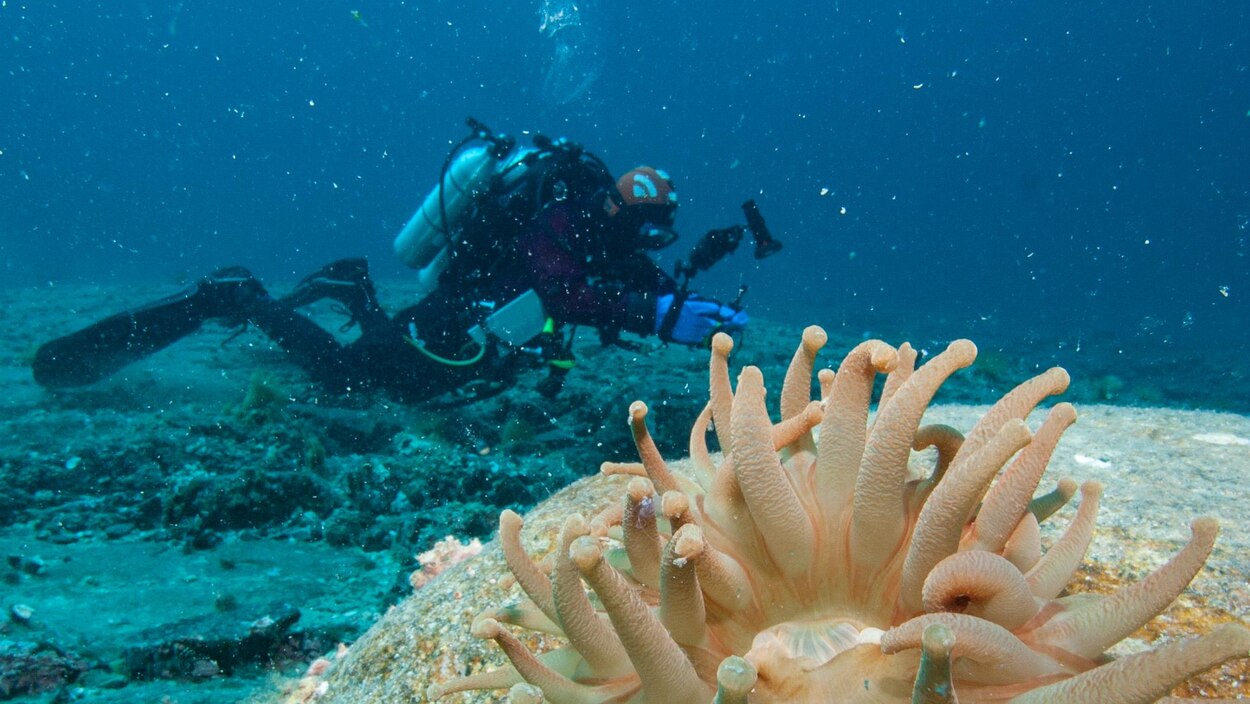 Une Plongee Dans L Ocean Arctique Diffusee En Direct Radio Canada Ca