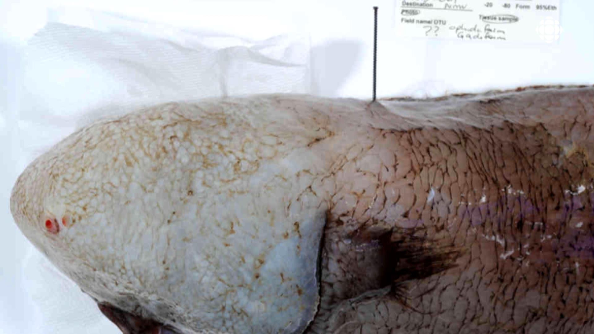 Le poisson sans visage | Radio-Canada