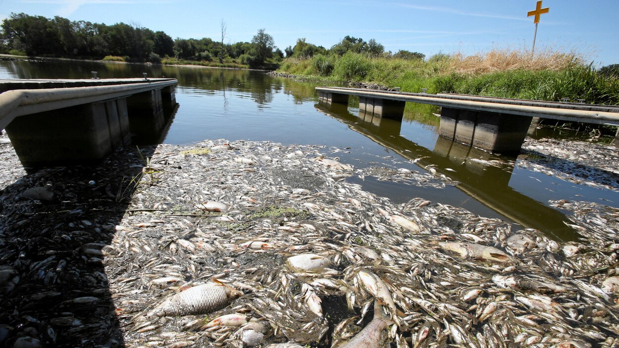 ENQUETE. Pollution, poissons morts et silences gênés En