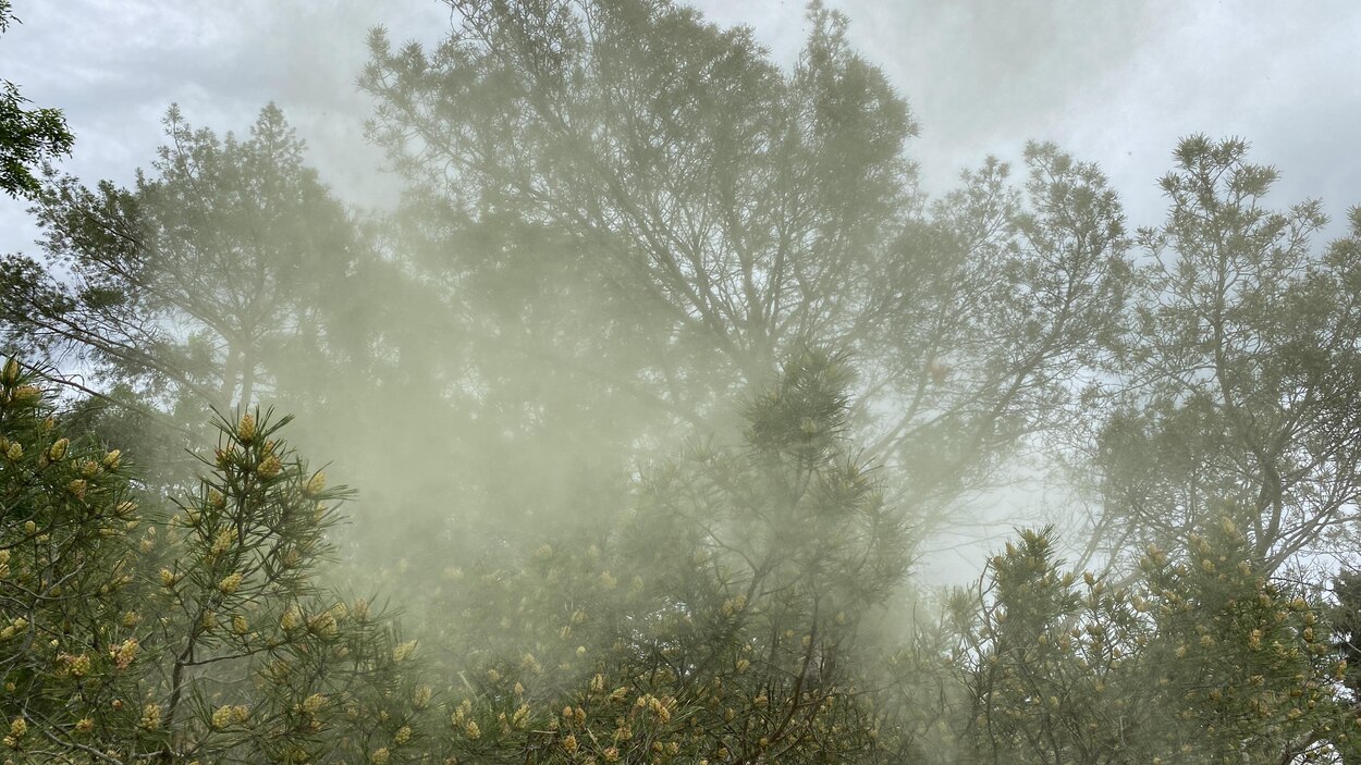 How last year’s heat dome helped unleash the clouds of pollen now ...