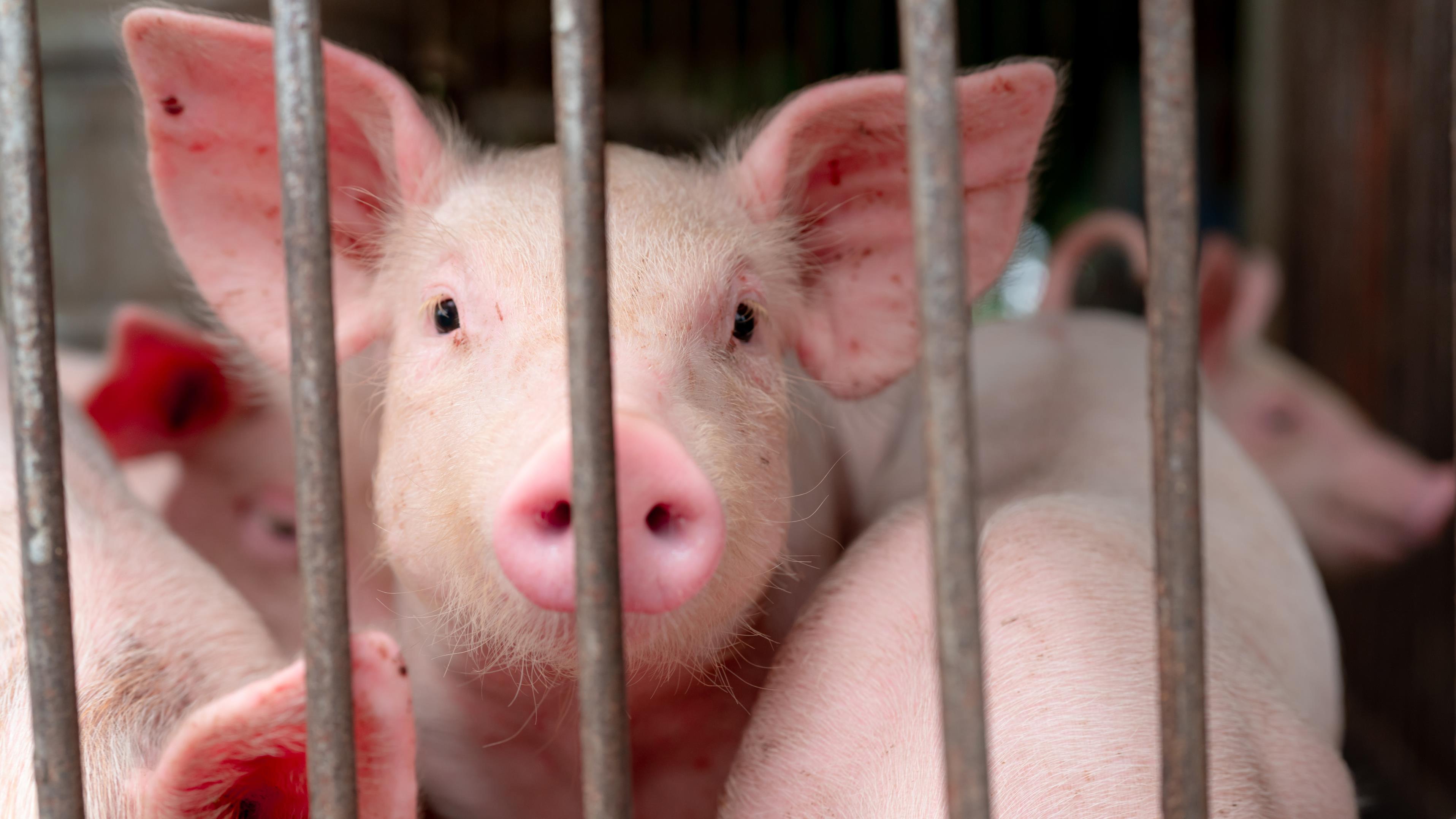 Grippe Porcine Le premier cas canadien de grippe porcine chez un humain a été signalé en Alberta | Radio-Canada.ca
