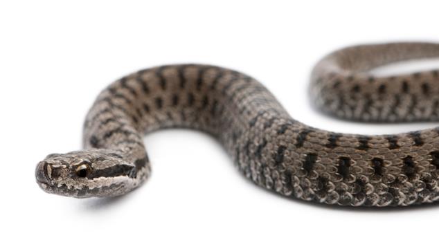 Z'avez pas vu Gypsy, le python en cavale? | Radio-Canada