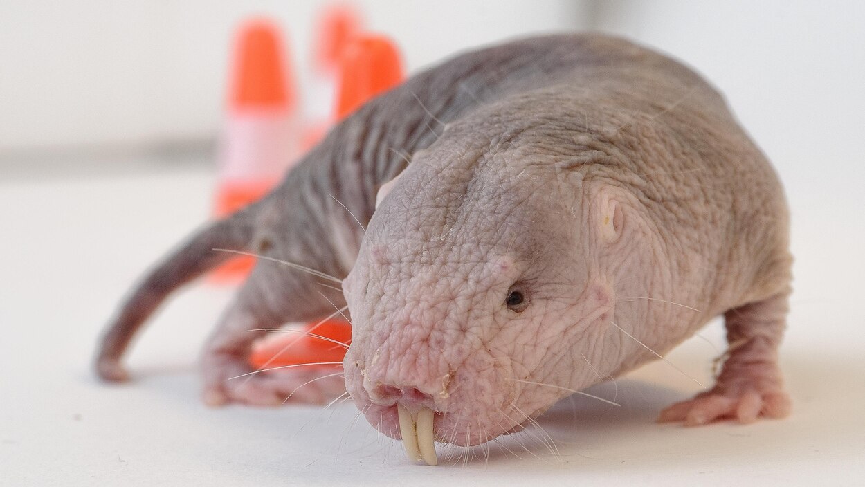 Le Rat Taupe Nu Nouvelle Vedette De La Recherche Biomedicale Radio Canada Ca