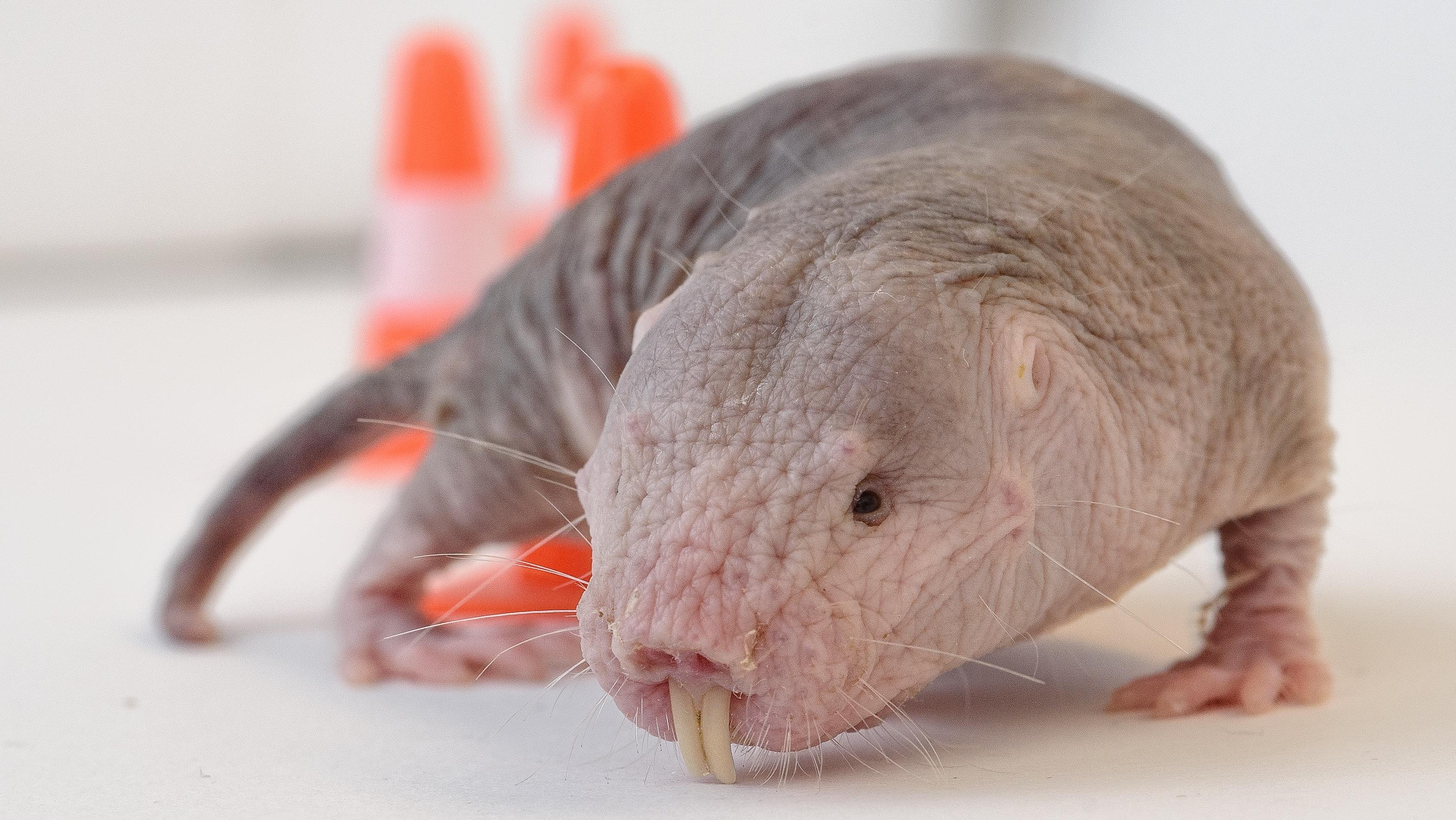 Le Rat Taupe Nu Nouvelle Vedette De La Recherche Biomedicale Radio Canada Ca Le Rat Taupe Nu Nouvelle Vedette De La Recherche Biomedicale Radio Canada Ca