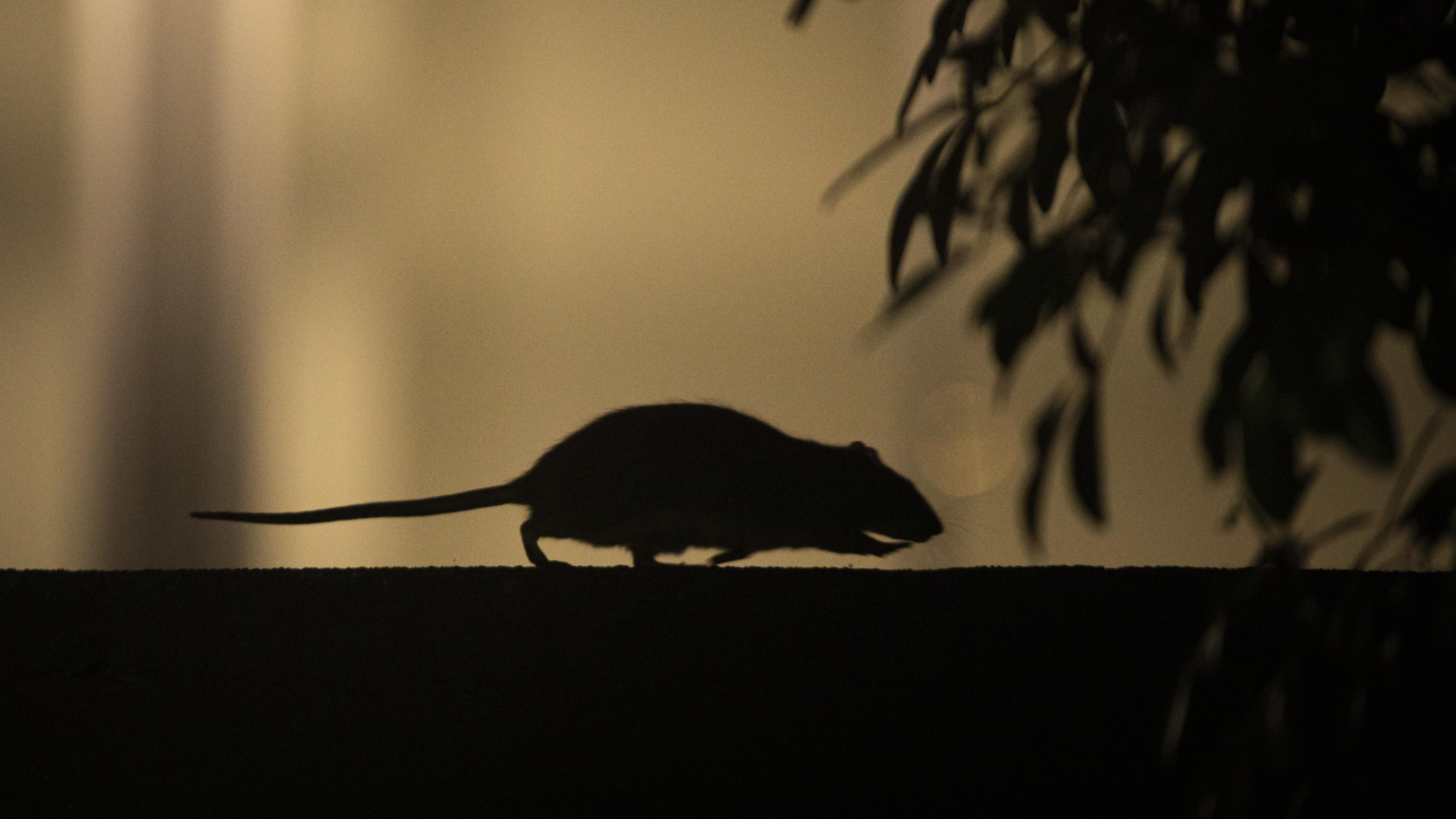 Vancouver Rats Une vidéo montrant des rats à Vancouver relance le débat sur la lutte ...