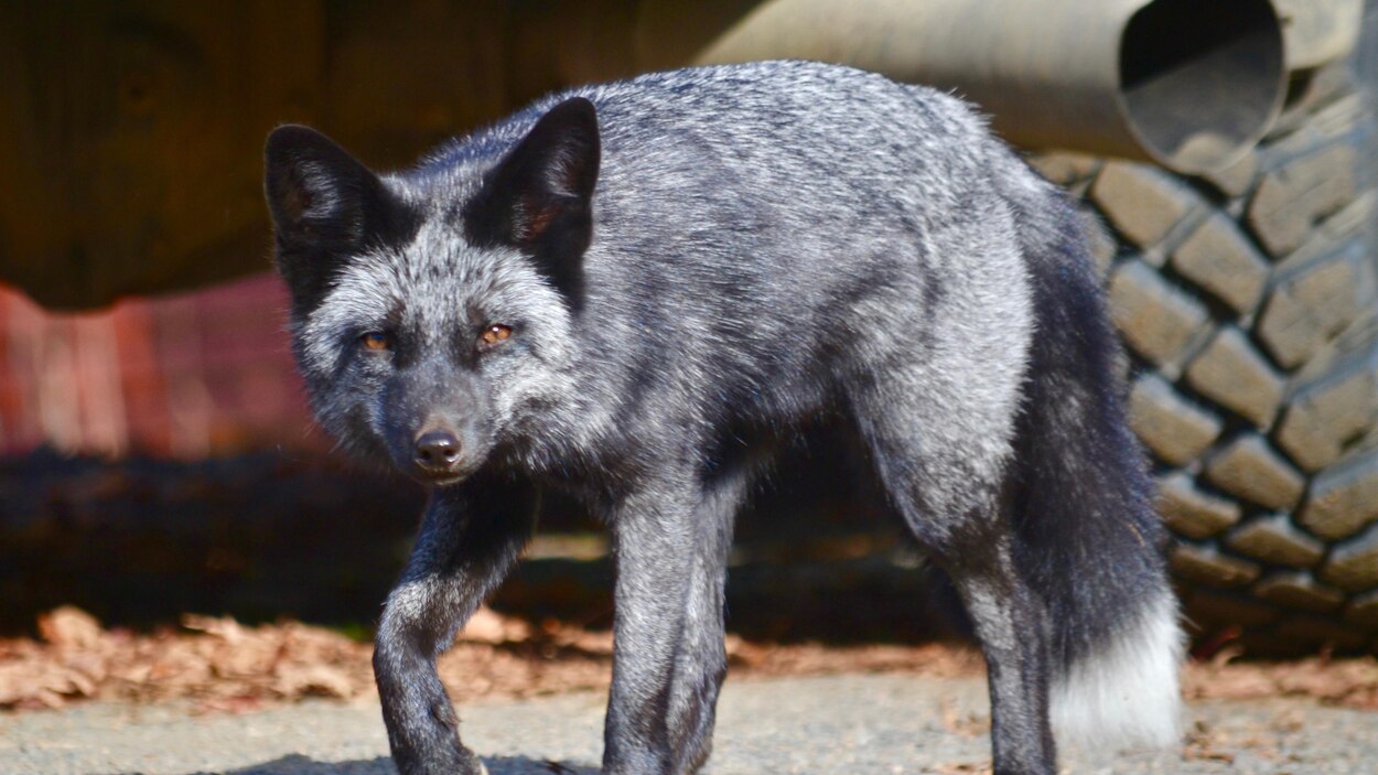 Un Renard Rare Est Apercu Dans Le Nord Du Nouveau Brunswick Radio Canada Ca