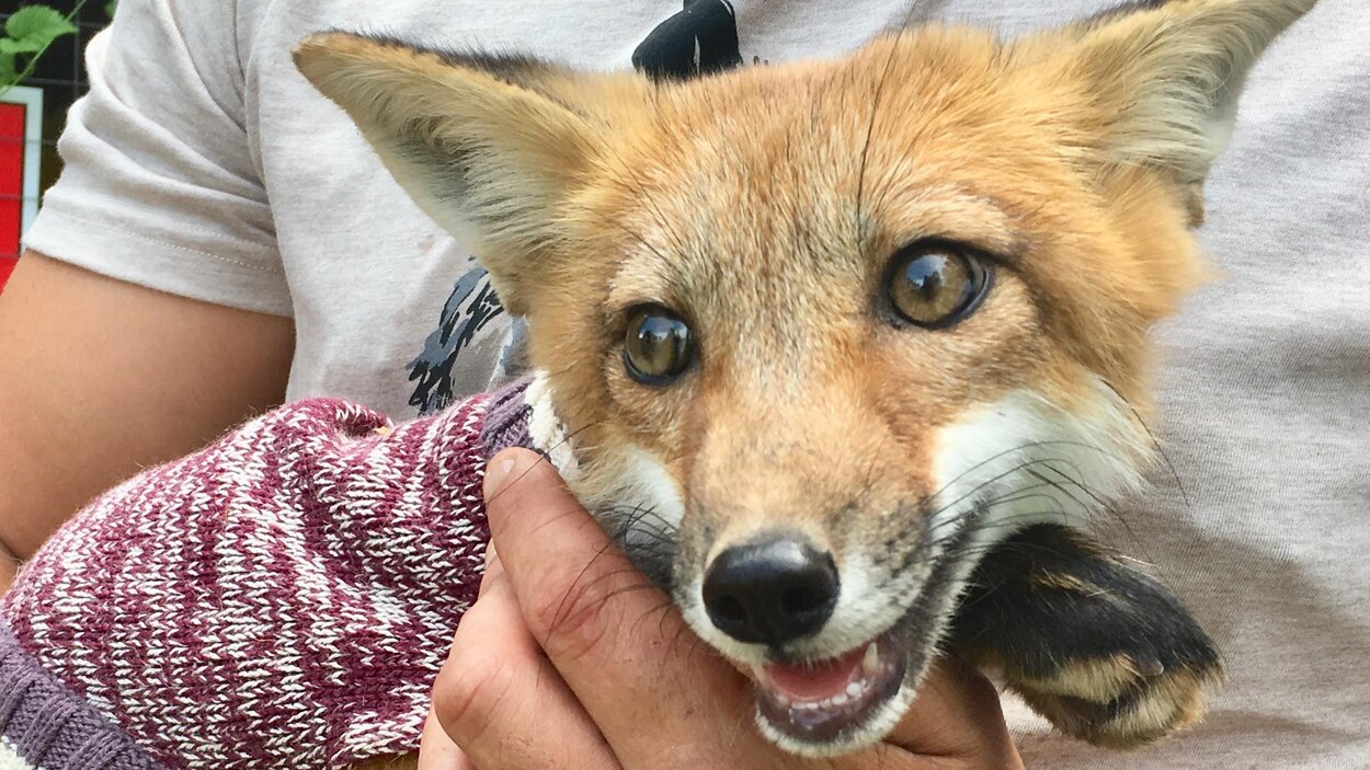 Un refuge pour animaux à SaintAlexisdesMonts Radio