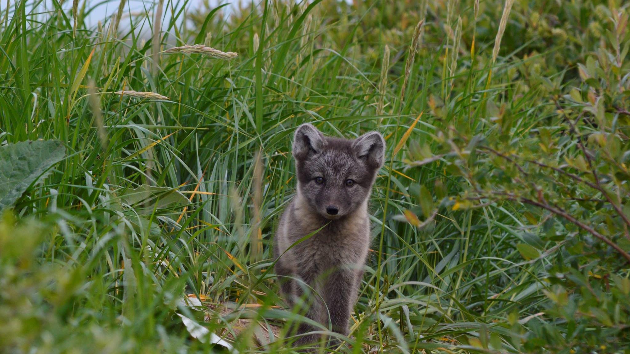 Les Renards Polaires De La Baie D Hudson Sont Victimes Du Rechauffement Climatique Radio Canada Ca Les Renards Polaires De La Baie D Hudson Sont Victimes Du Rechauffement Climatique Radio Canada Ca