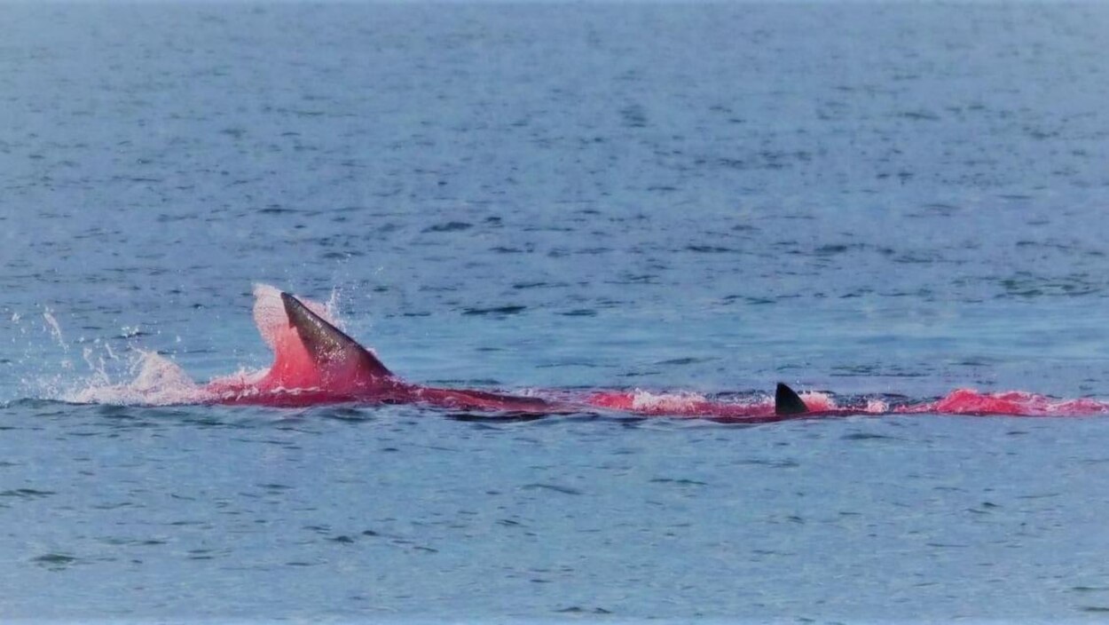 Un requin dévore un phoque près de Saint Andrews sous les yeux de