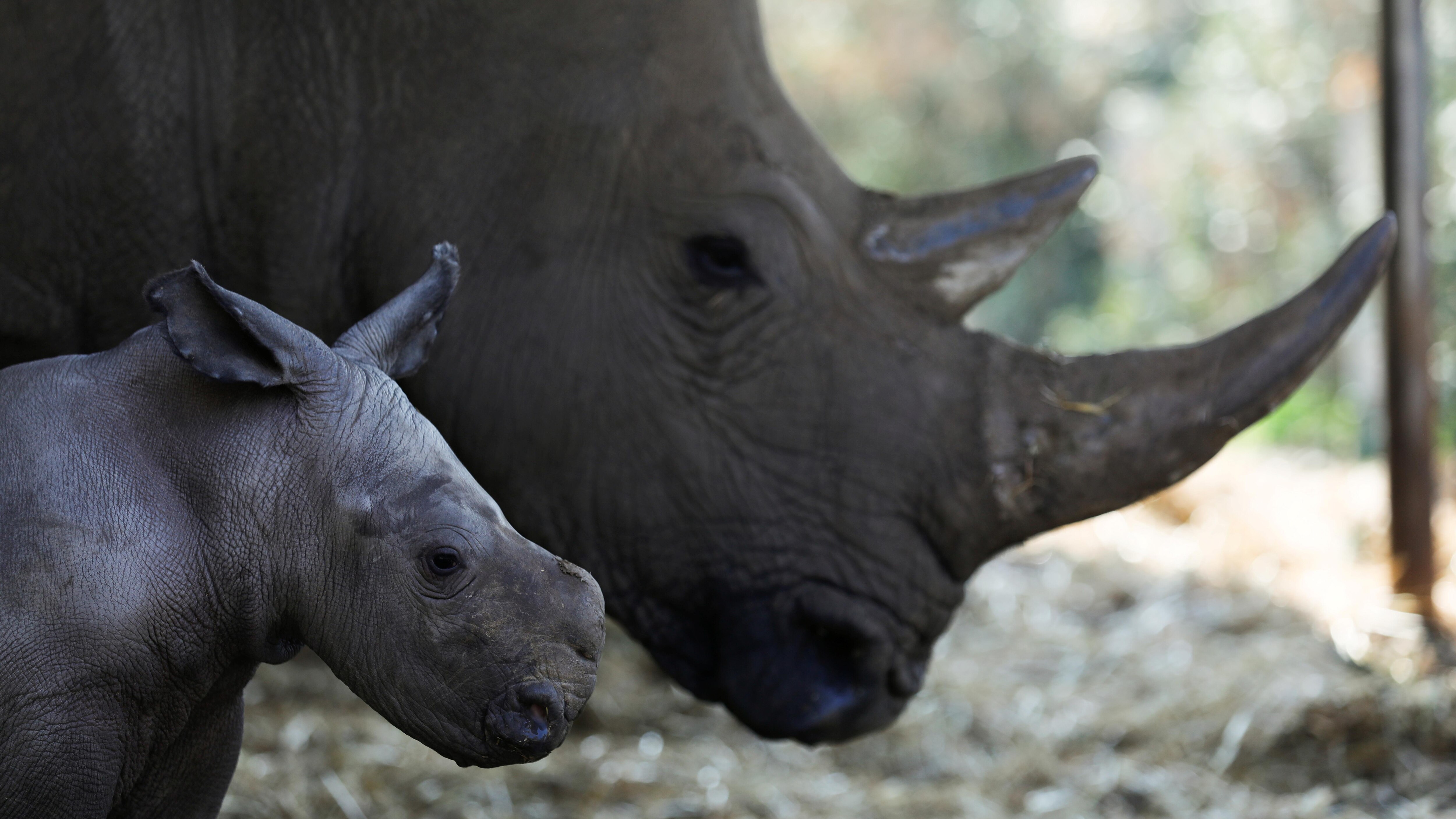 Naissance d'un rhinocéros blanc ICI.RadioCanada.ca
