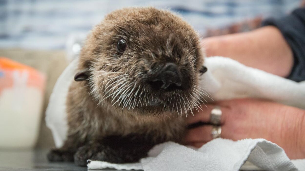 Des Loutrons Abandonnes Rejoignent Une Loutre A L Aquarium De Vancouver Radio Canada Ca