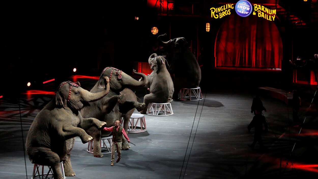 QUIRALU - ATTELAGE Pour Remorque Cirque - Marron EUR 12,00 - FR