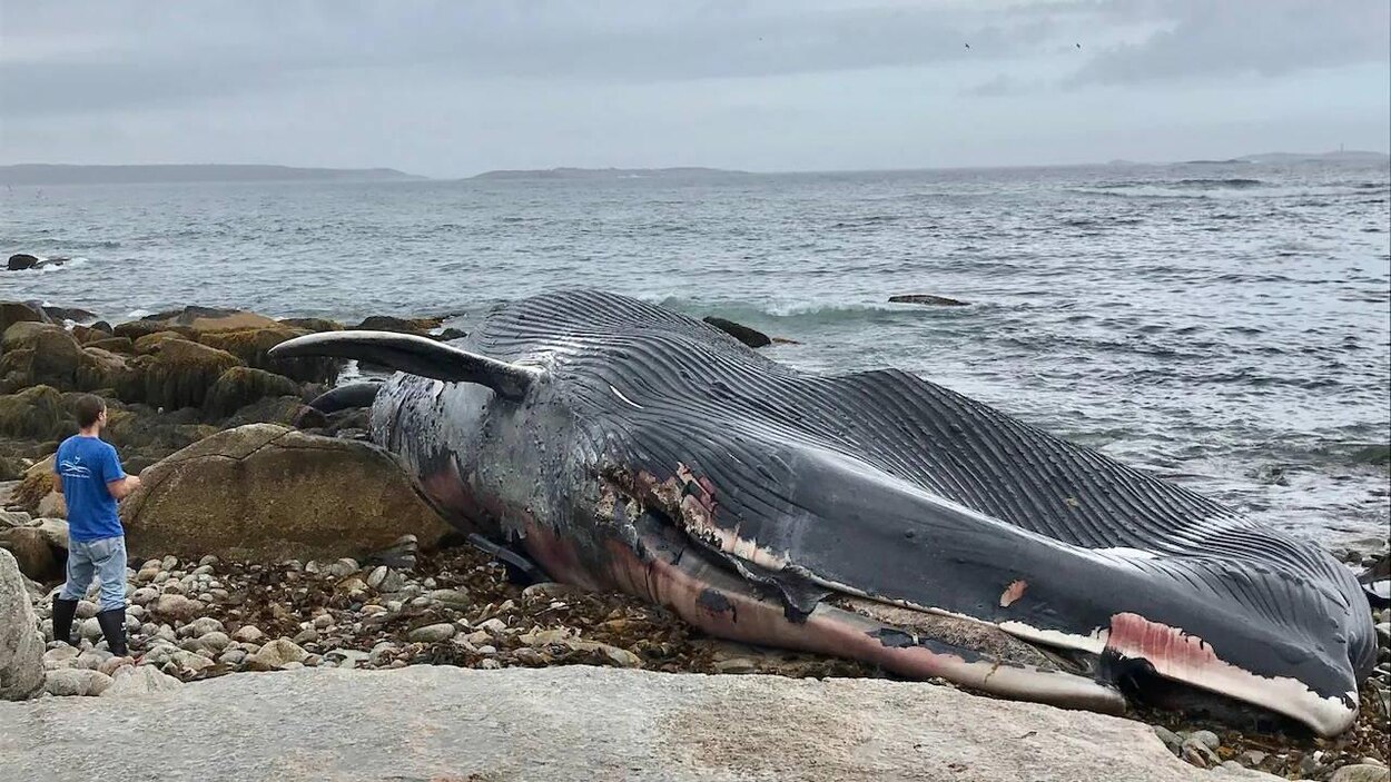 Taille De La Plus Grande Baleine La carcasse d'un rorqual bleu de 25 mètres retrouvée sur une plage près  d'Halifax | Radio-Canada.ca