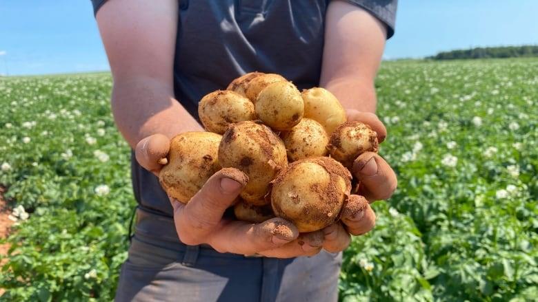 À Rustico, une levée de fonds et des patates
À Rustico, une levée de fonds et des patates