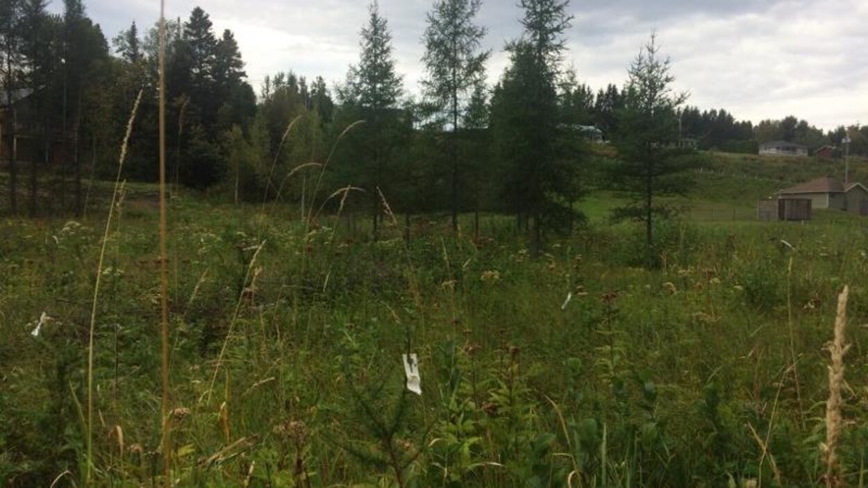 SaintFélixd’Otis écope d’une amende de 5000 pour une coupe d’arbres