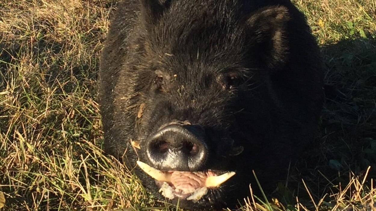 Chasseur Et Scientifique Deux Avis Sur Les Sangliers Sauvages En Saskatchewan Radio Canada Ca