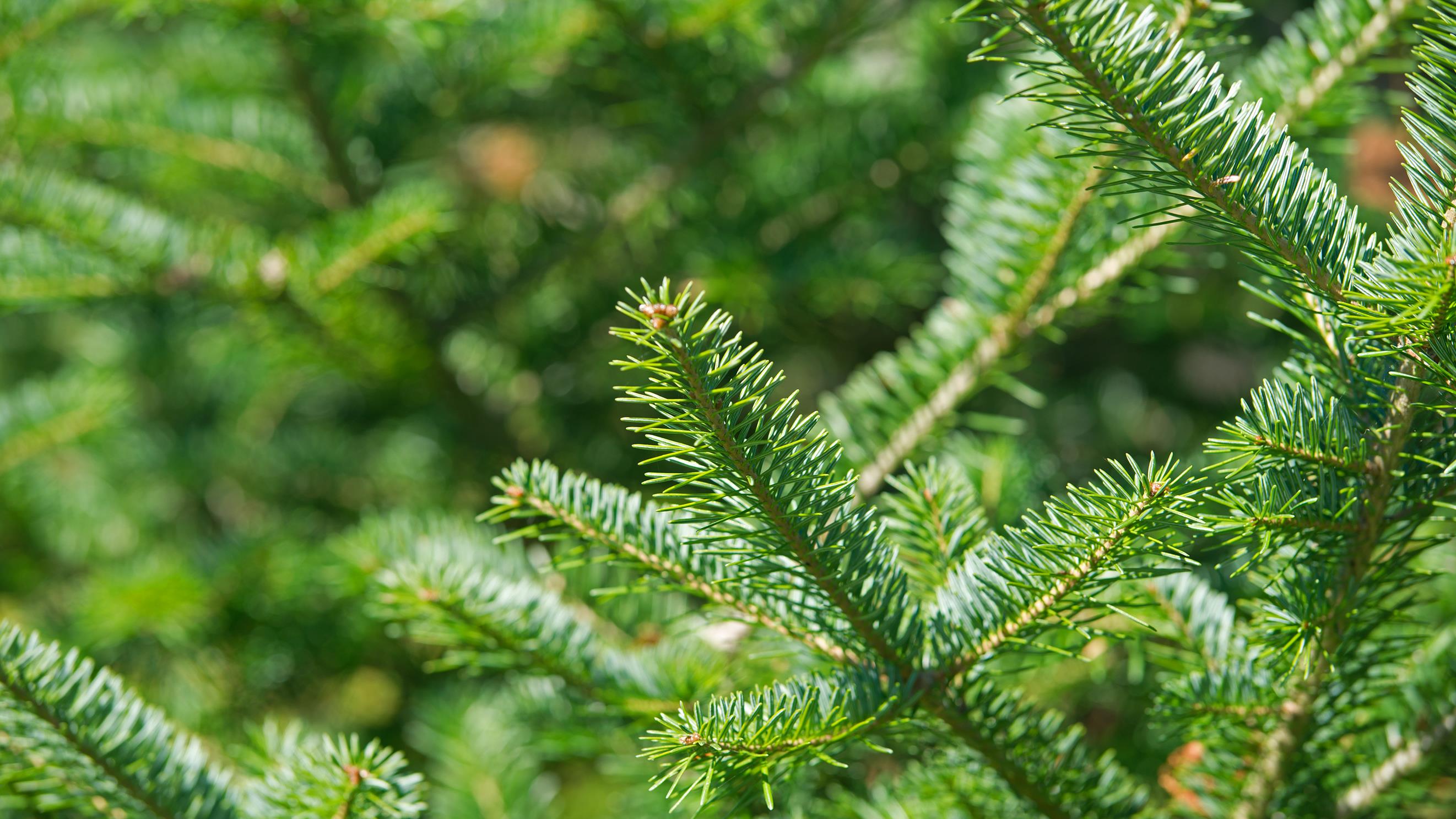 Connaissez Vous Bien Votre Sapin Radio Canada Ca Connaissez Vous Bien Votre Sapin Radio Canada Ca