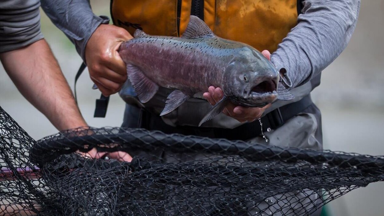 Des scientifiques craignent l'anéantissement de populations de saumons