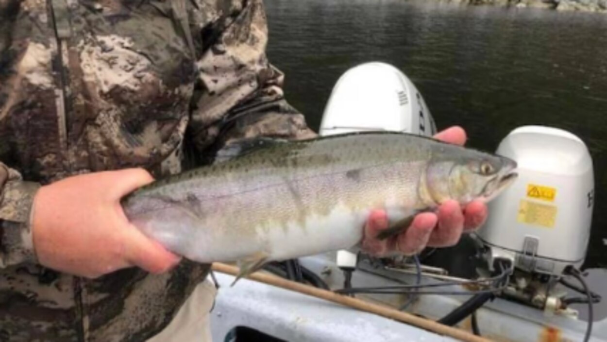 Pin's Vintage Terre-Neuve-et-Labrador - Permis De Pêche Au Saumon - Bouton épingle