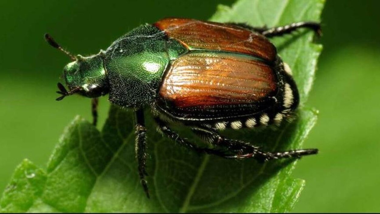 Un petit insecte fait craindre le pire aux Vancouvérois | Radio-Canada