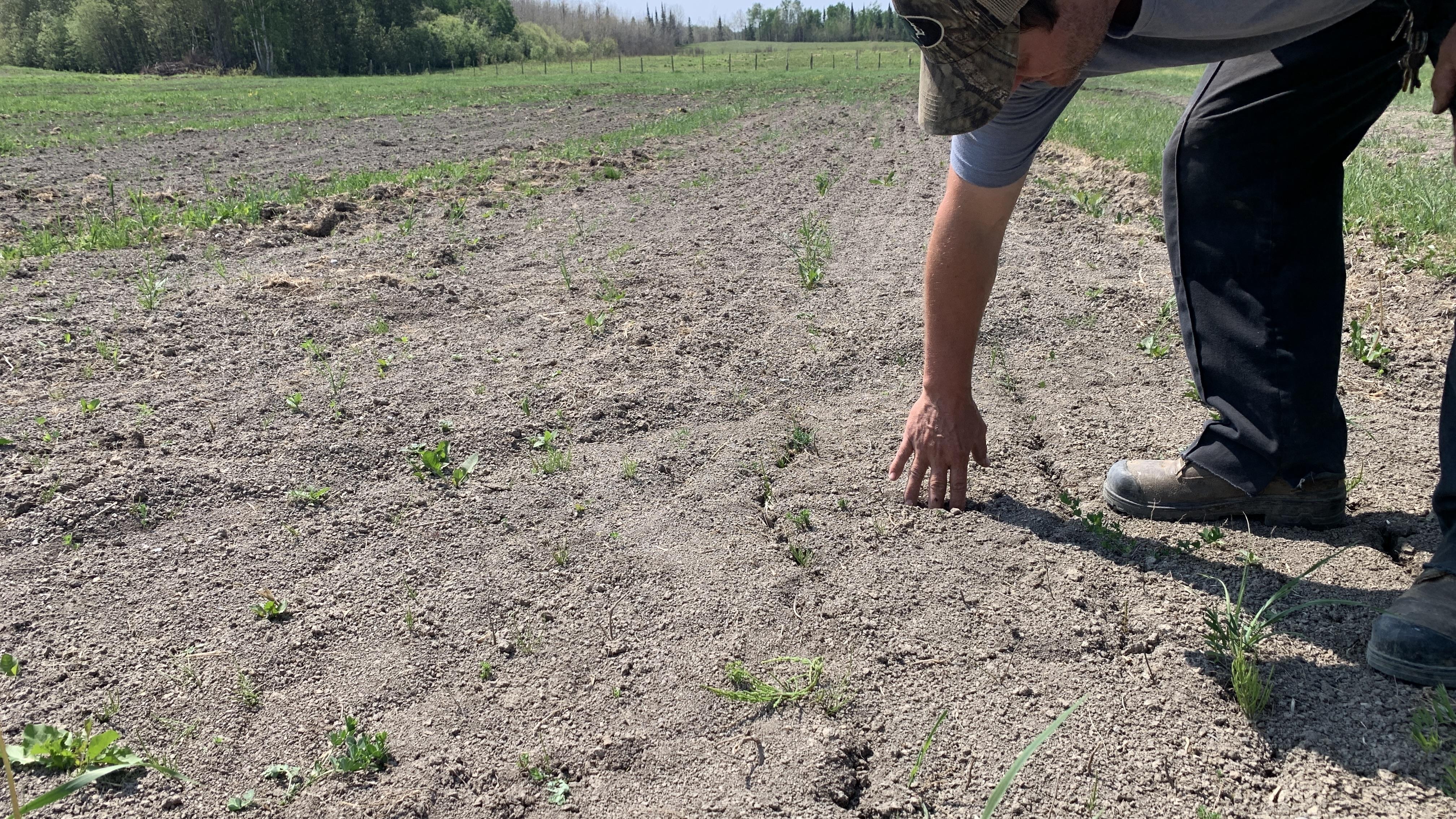 Faute de foin pour les nourrir, un producteur met 45 vaches en vente
Faute de foin pour les nourrir, un producteur met 45 vaches en vente
