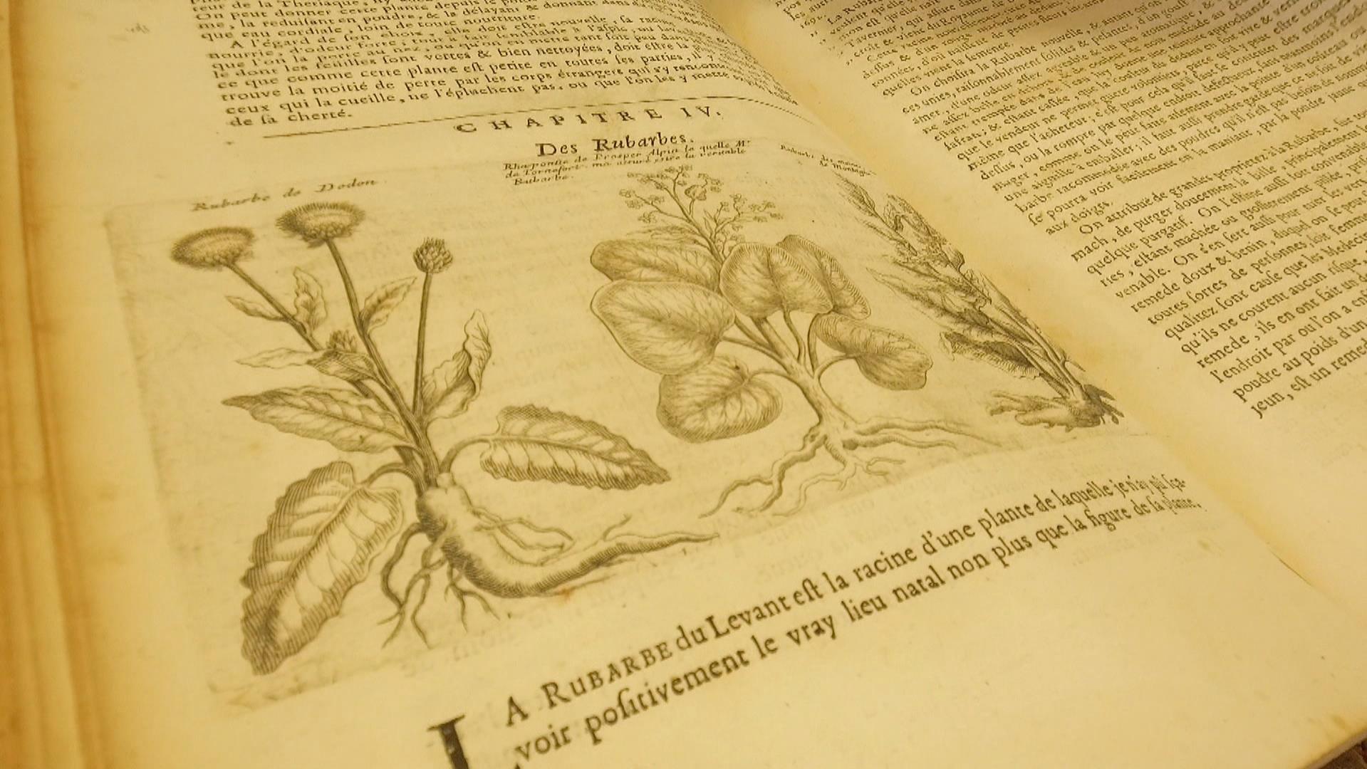 Libro antiguo mostrando un dibujo de plantas medicinales.