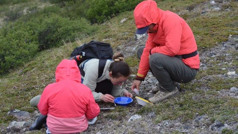 Insectarium de Montr al une Inuk identifie une nouvelle sous