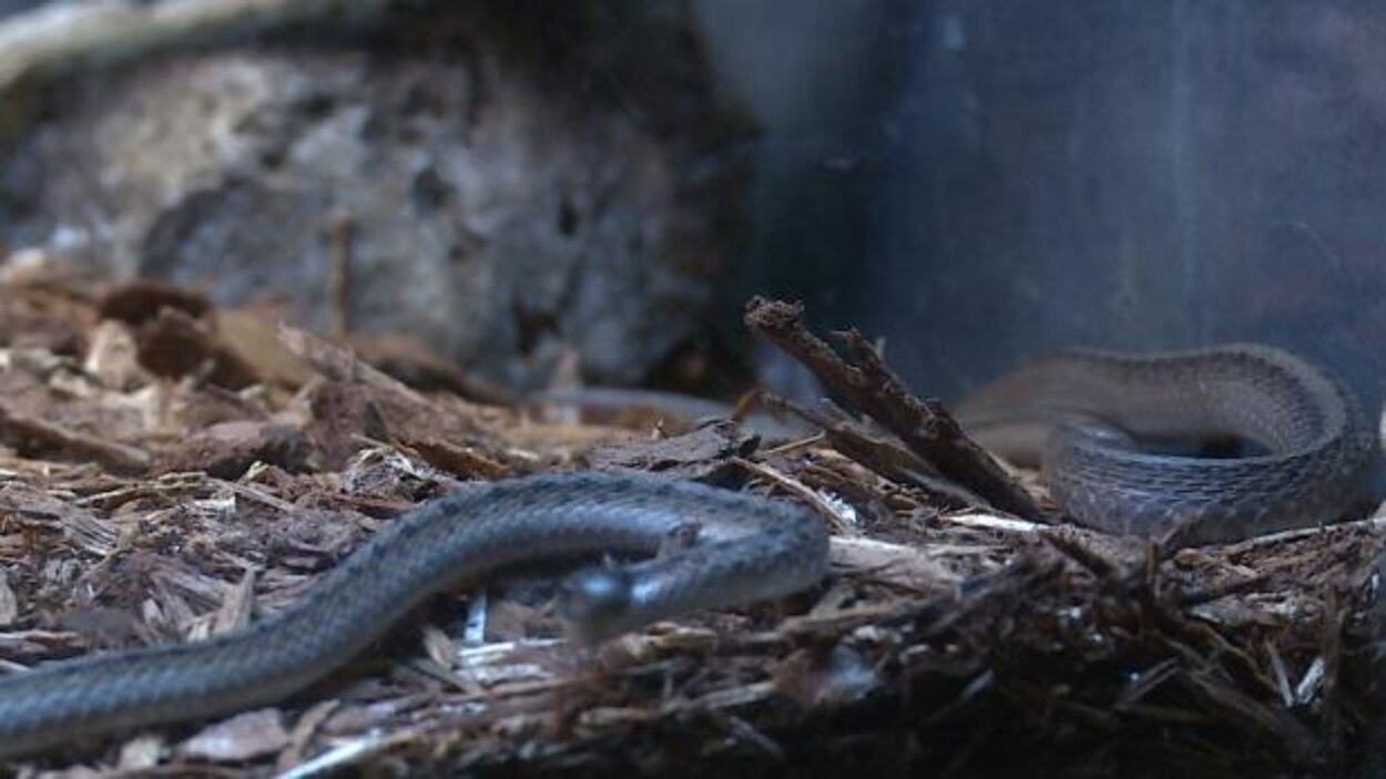 Les Serpents Craints Meconnus Et Menaces Au Quebec Radio Canada Ca